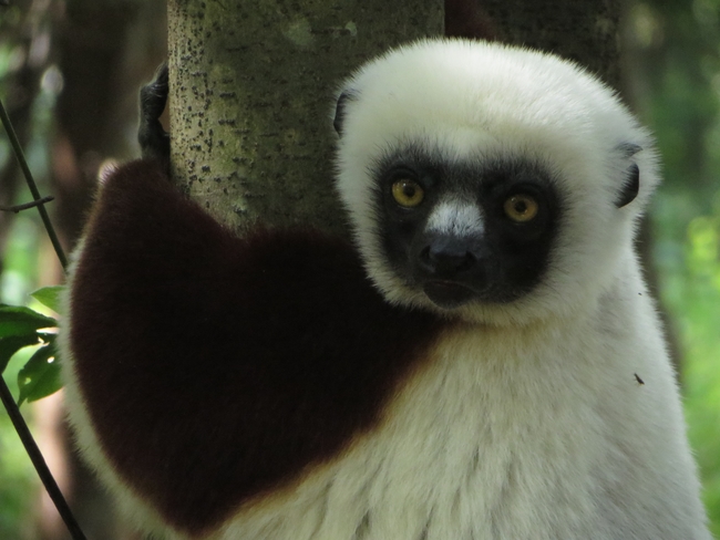 Coquerel sifaka