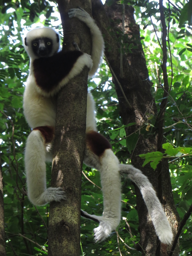 Coquerel sifaka