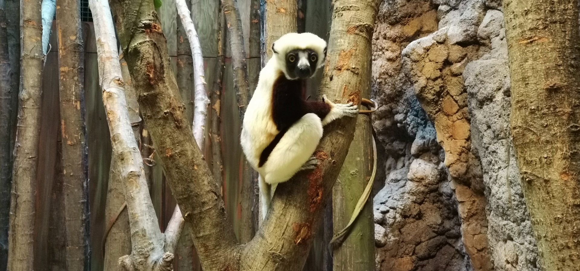 Coquerel' Sifaka