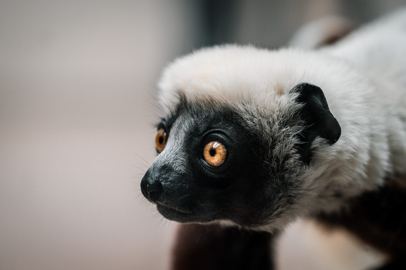 Coquerel Sifaka