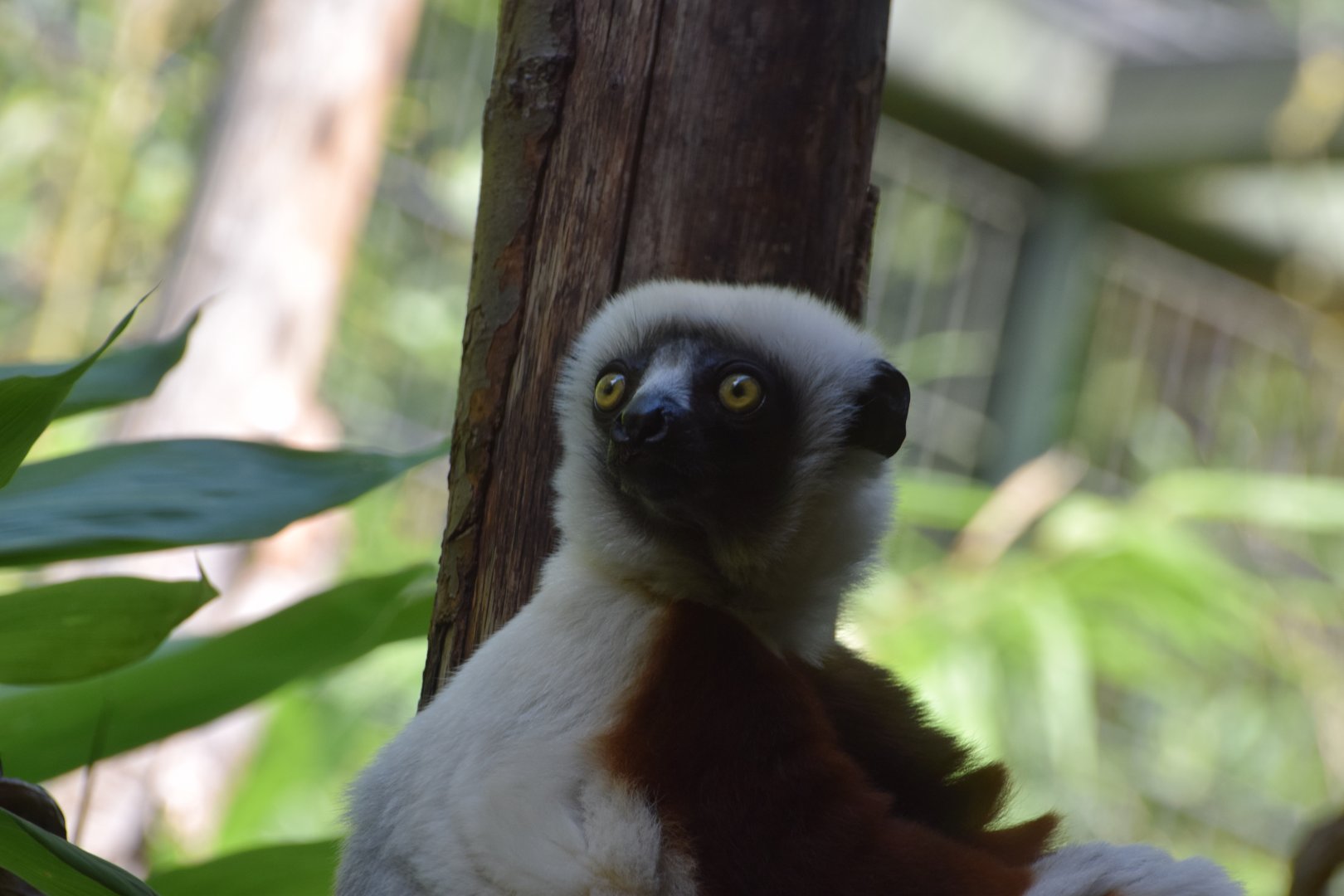 Coquerel sifaka