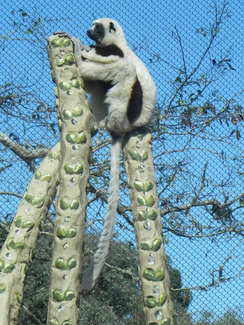 Coquerel's Sifaka 09/10/2016