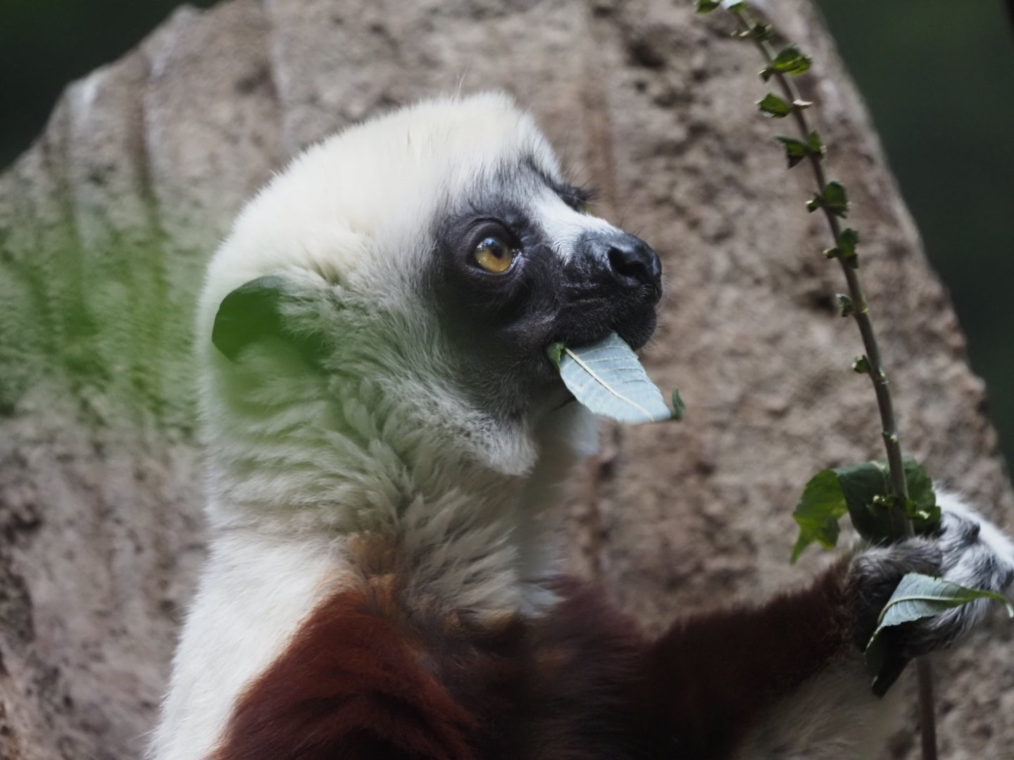 Coquerel's Sifaka 1