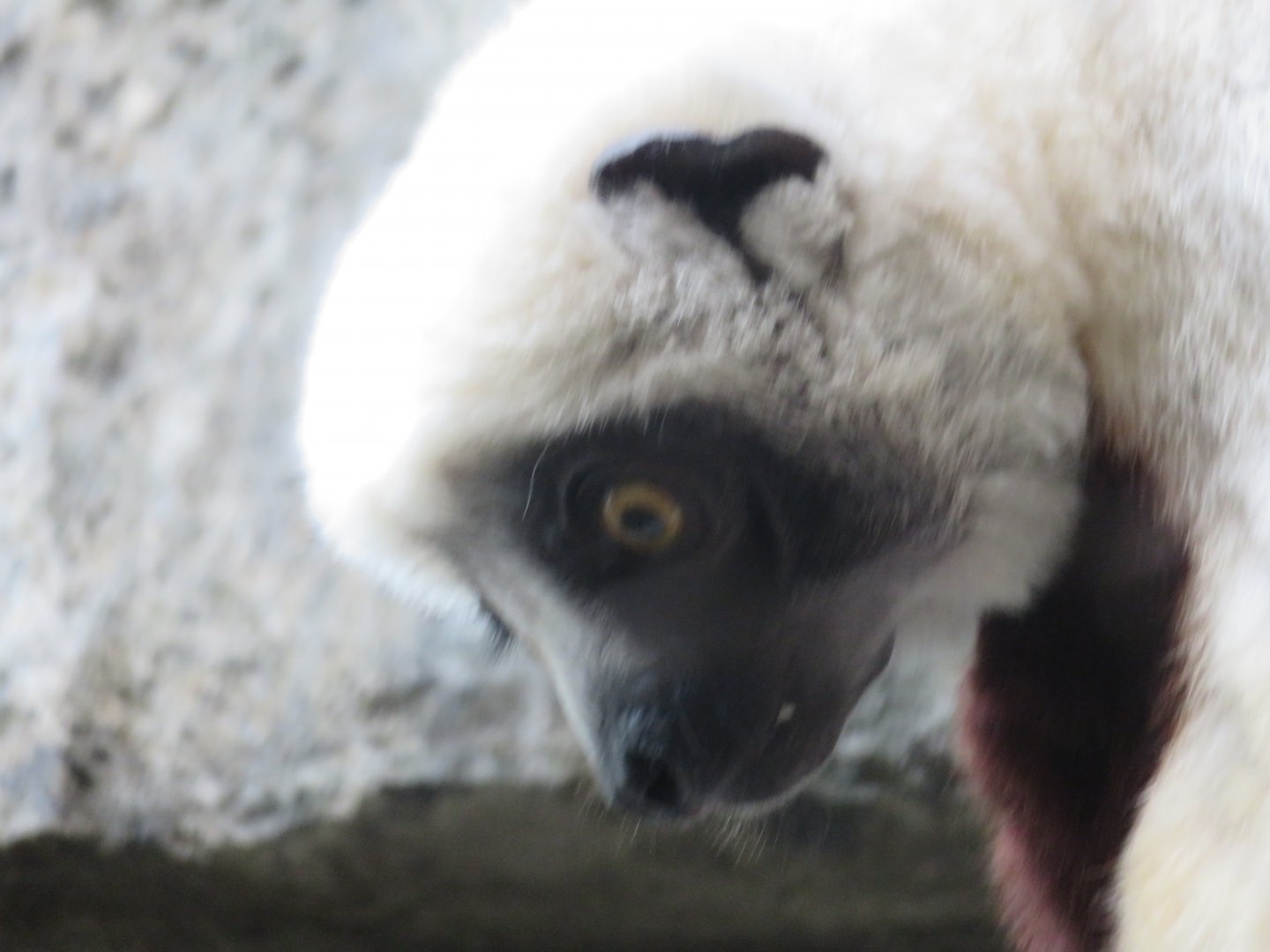 Coquerels Sifaka (2019)