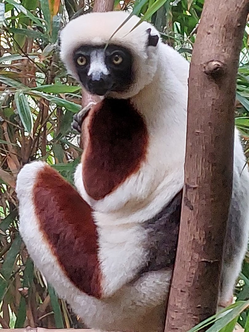 Coquerel's sifaka 221022