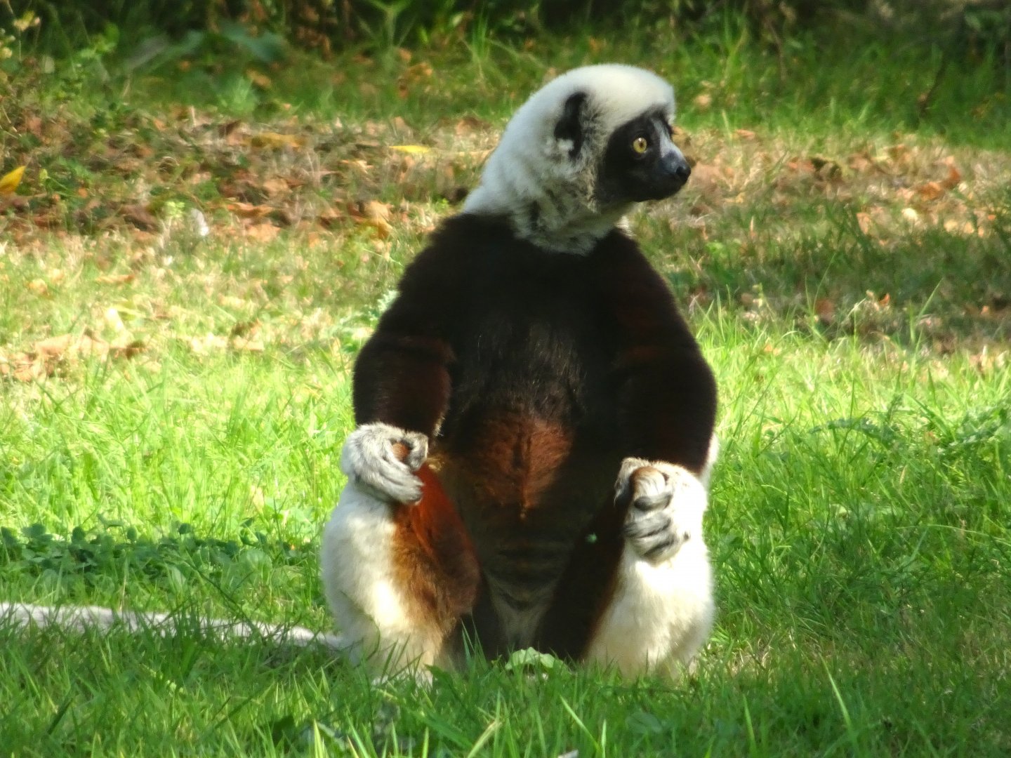 Coquerel’s sifaka  24 August 2025