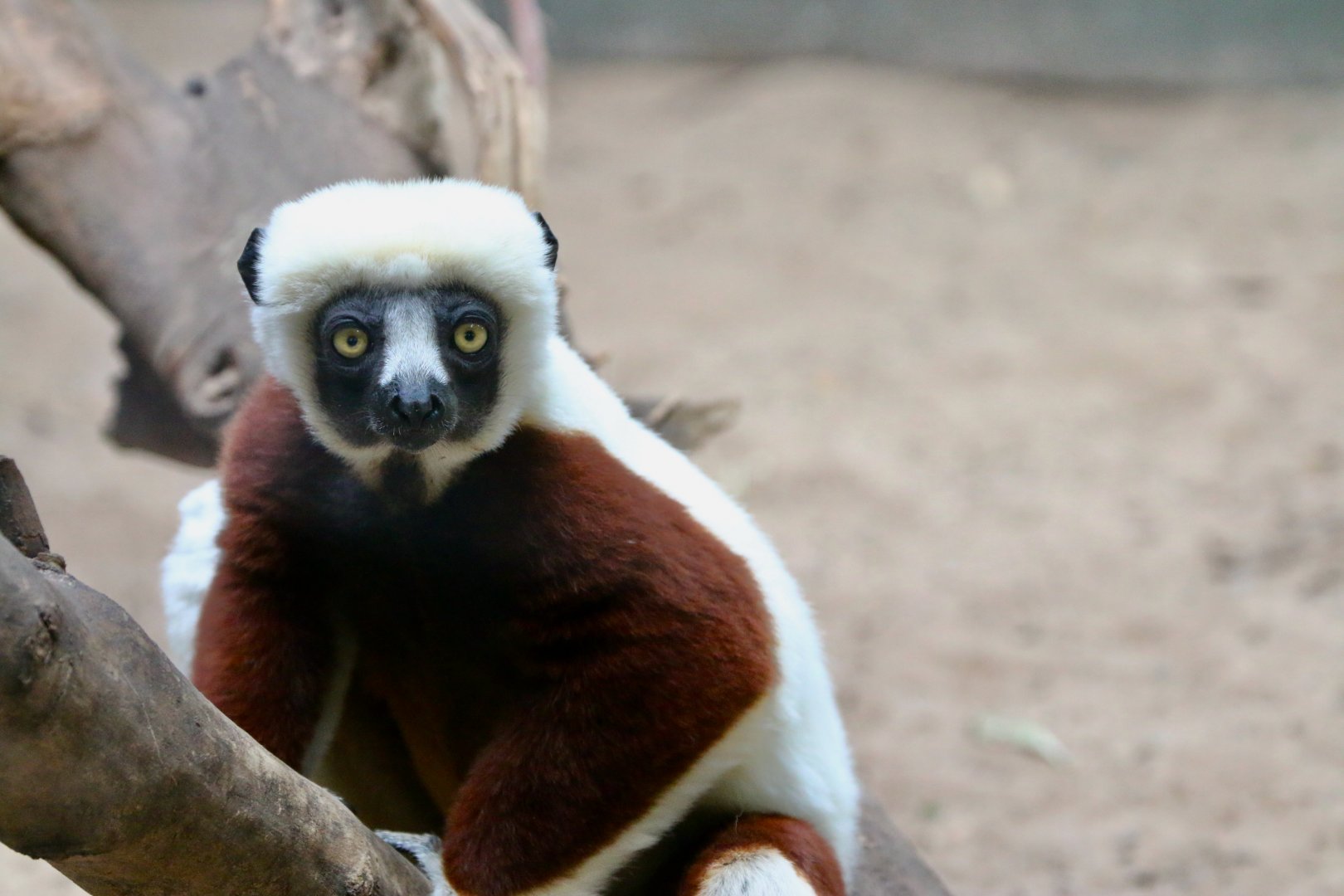 Coquerel's Sifaka, 29 May 2021