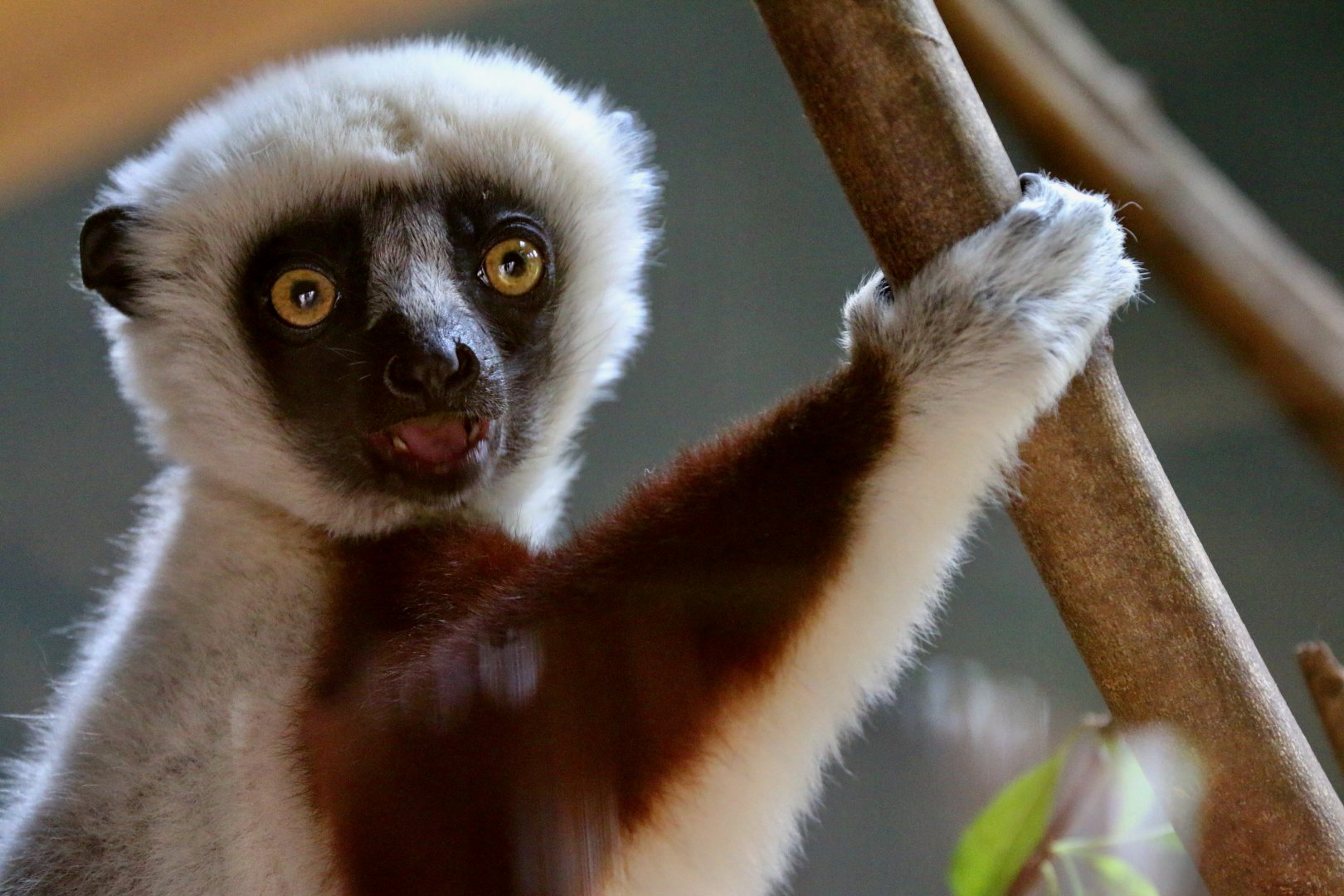 Coquerel's Sifaka, 29 May 2021