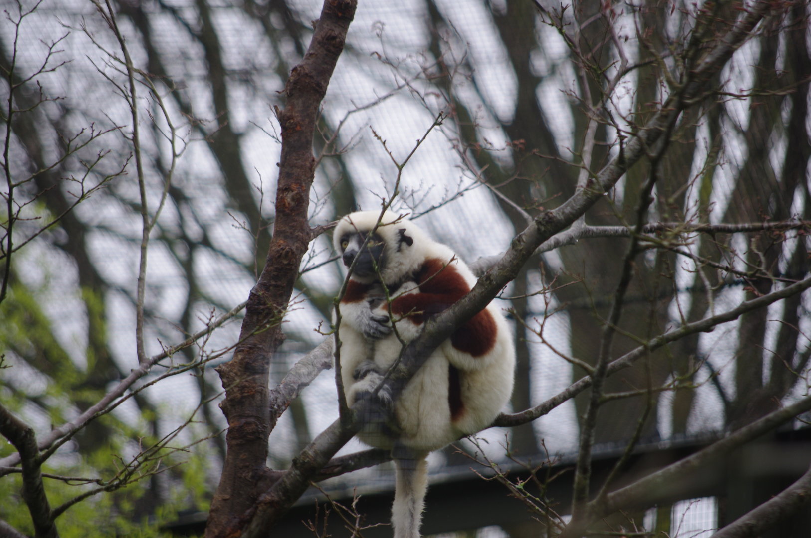 Coquerel's Sifaka- 5/4/2023
