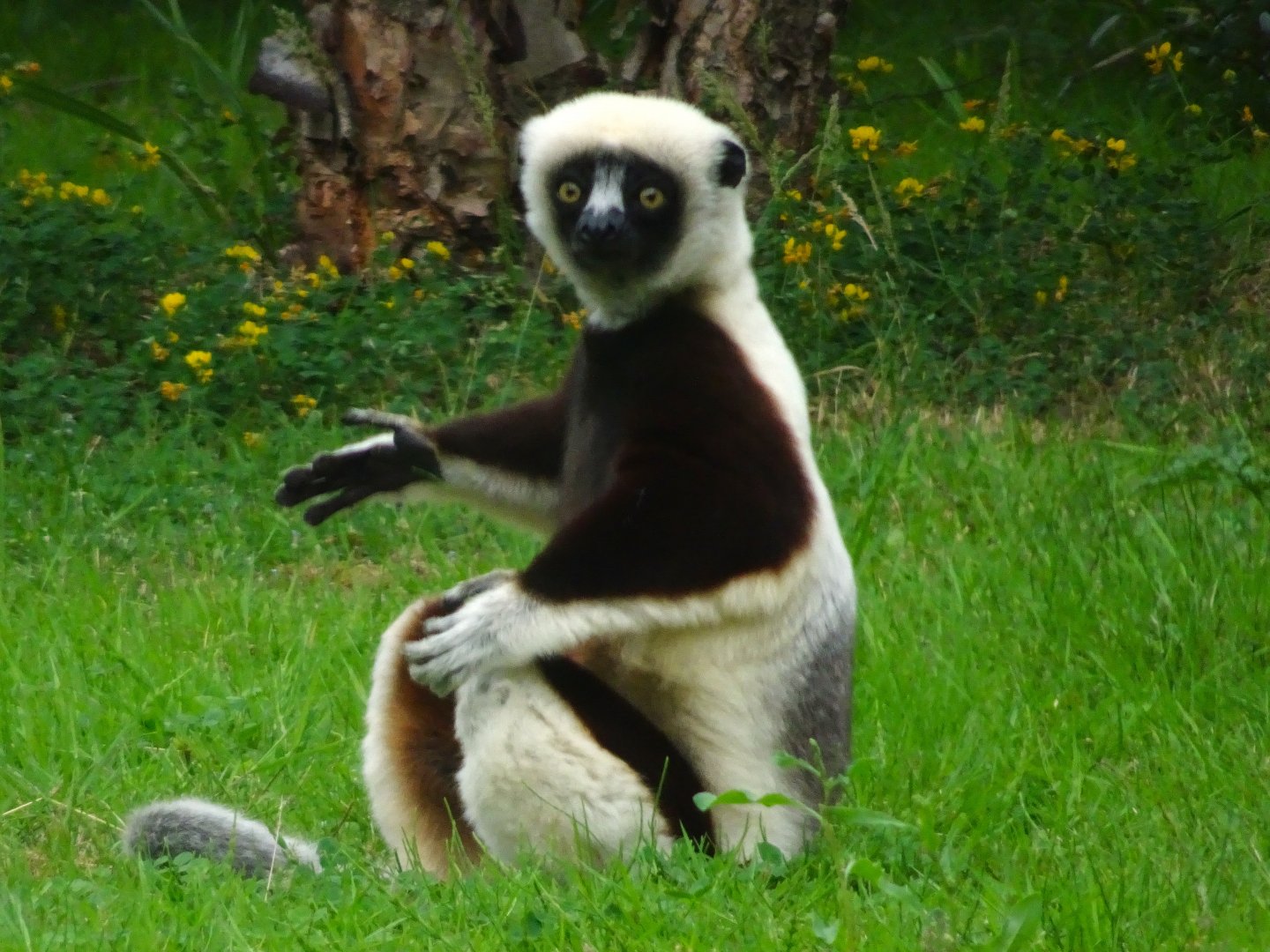 Coquerel’s sifaka 5 July 2025