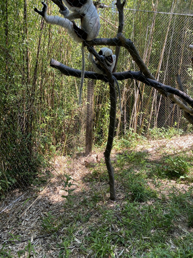 Coquerel’s Sifaka 7-11-2023