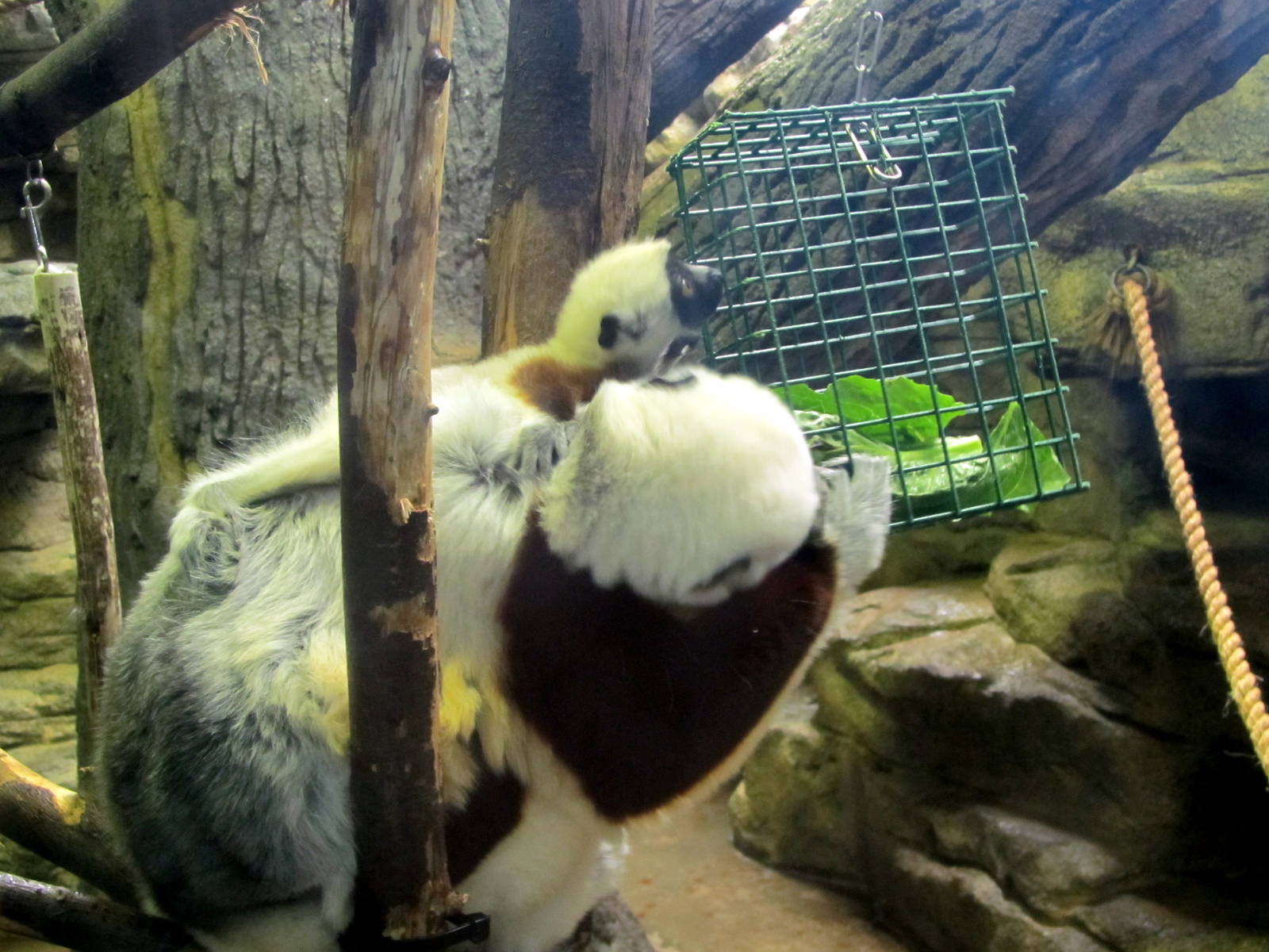 Coquerel's Sifaka and Baby
