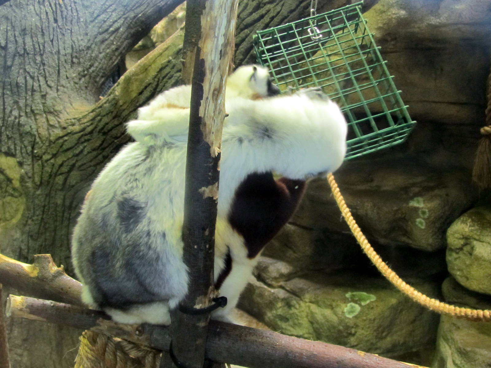 Coquerel's Sifaka and Baby