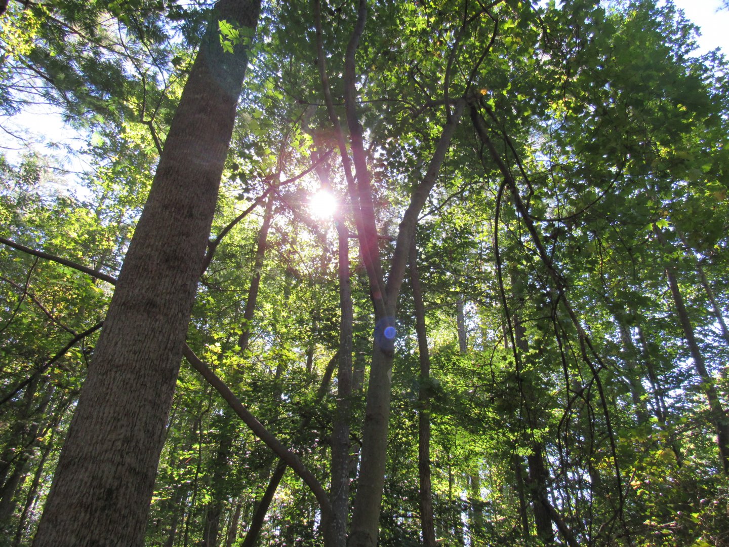Coquerel's Sifaka and Crowned Lemur Enclosure