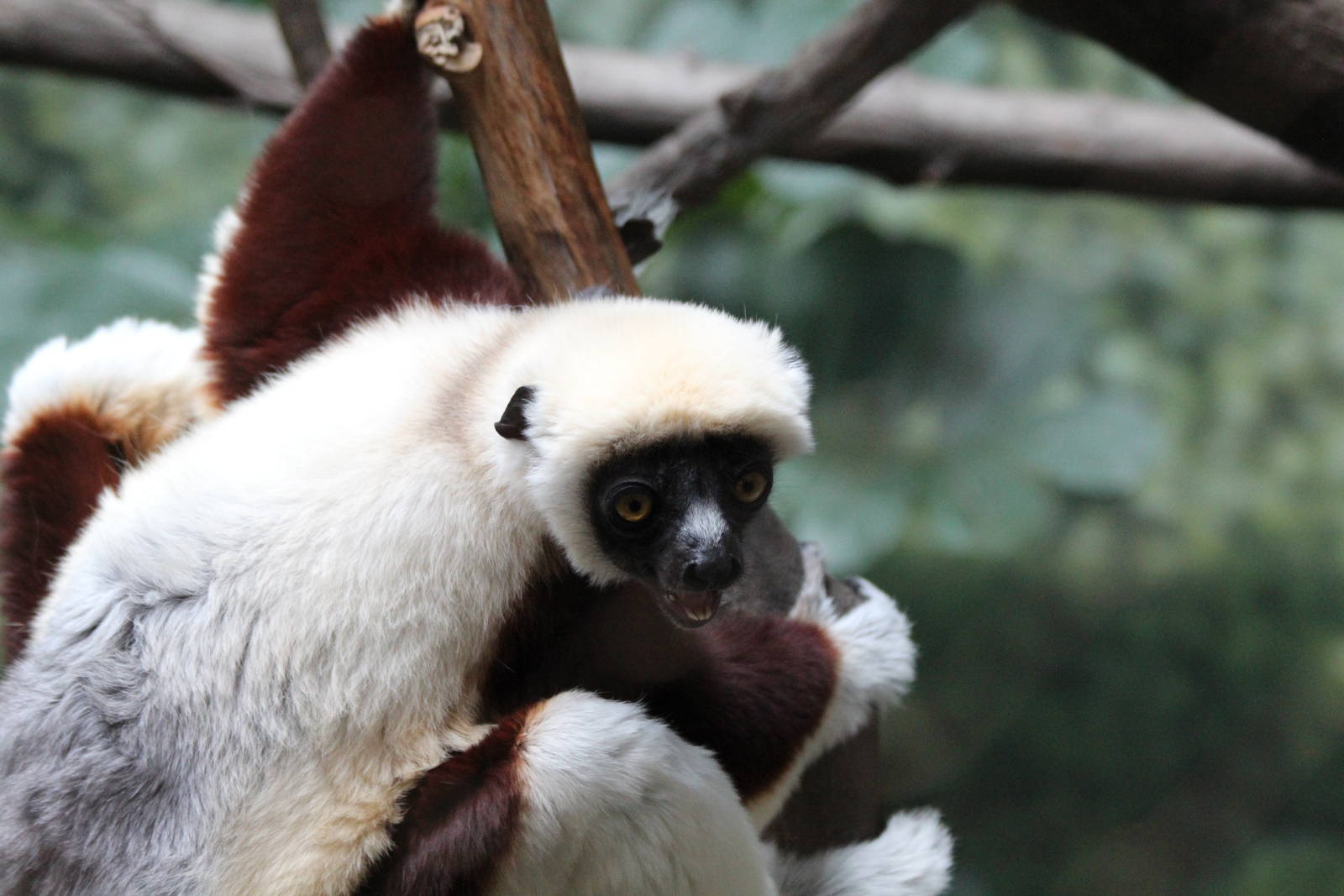 Coquerel's Sifaka - Apr 2014