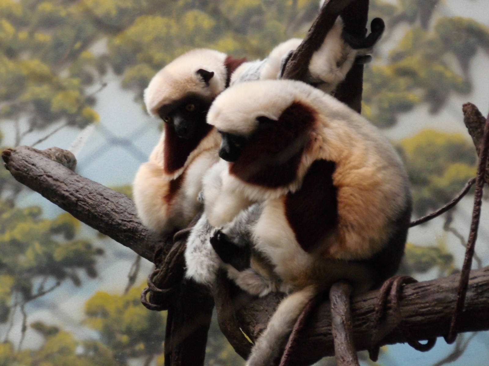 Coquerel's Sifaka at Bronx zoo 2014-12-27