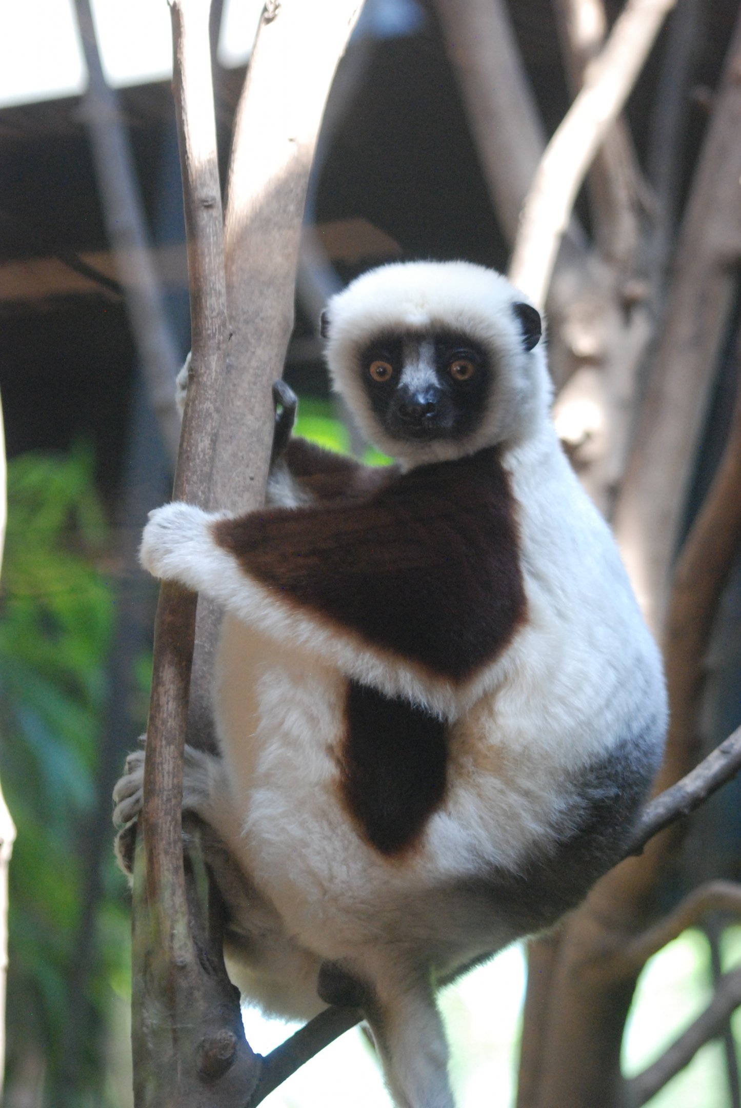 Coquerel's Sifaka at Chester, 20th July 2021