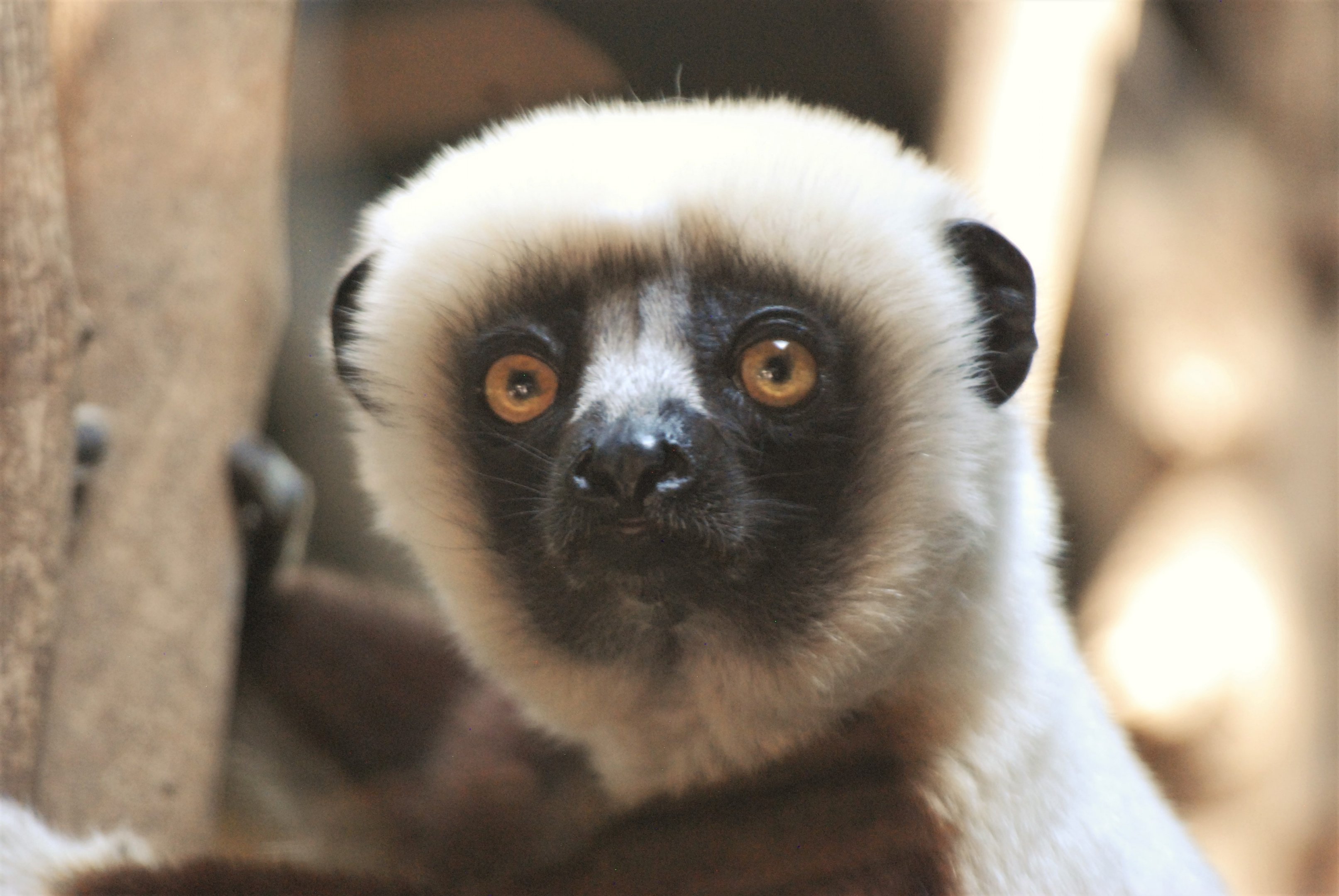 Coquerel's Sifaka at Chester, 20th July 2021