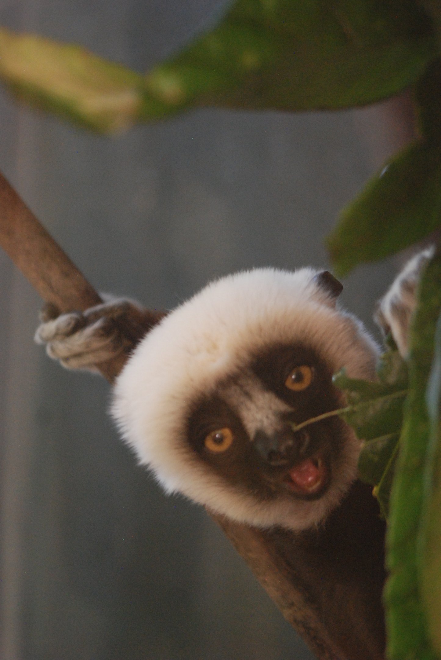 Coquerel's Sifaka at Chester, 20th July 2021