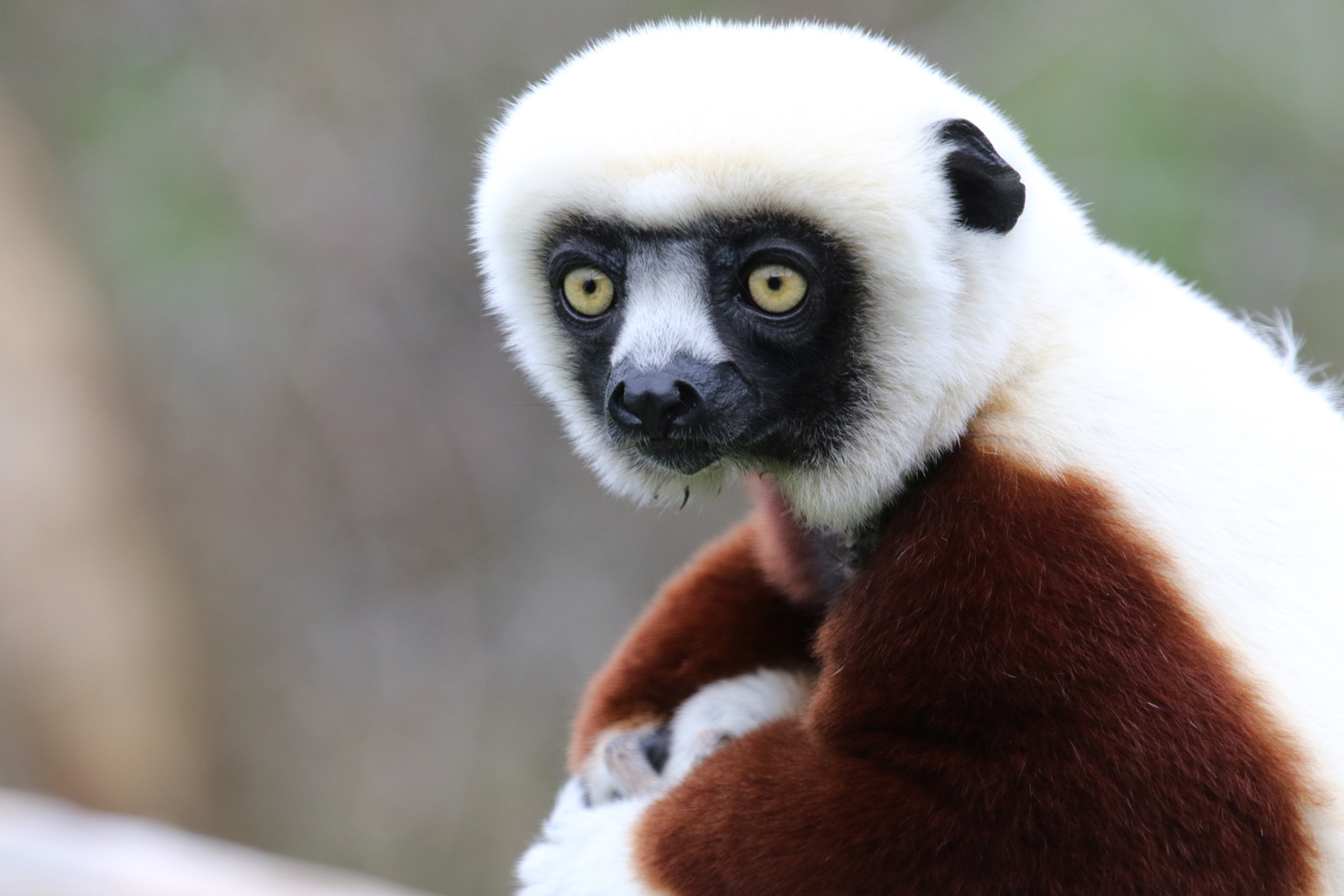 Coquerel's Sifaka at Chester Zoo 30/01/2022