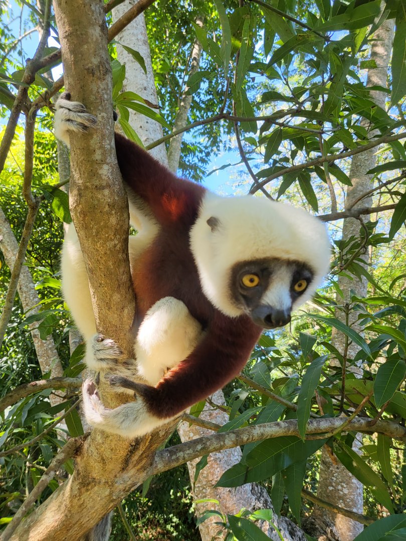 Coquerel's sifaka at Lemuria Land on Nosy Be