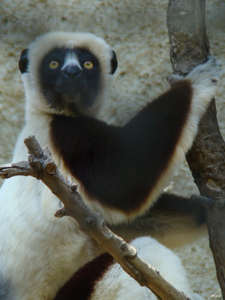 Coquerel's Sifaka at the Los Angeles Zoo
