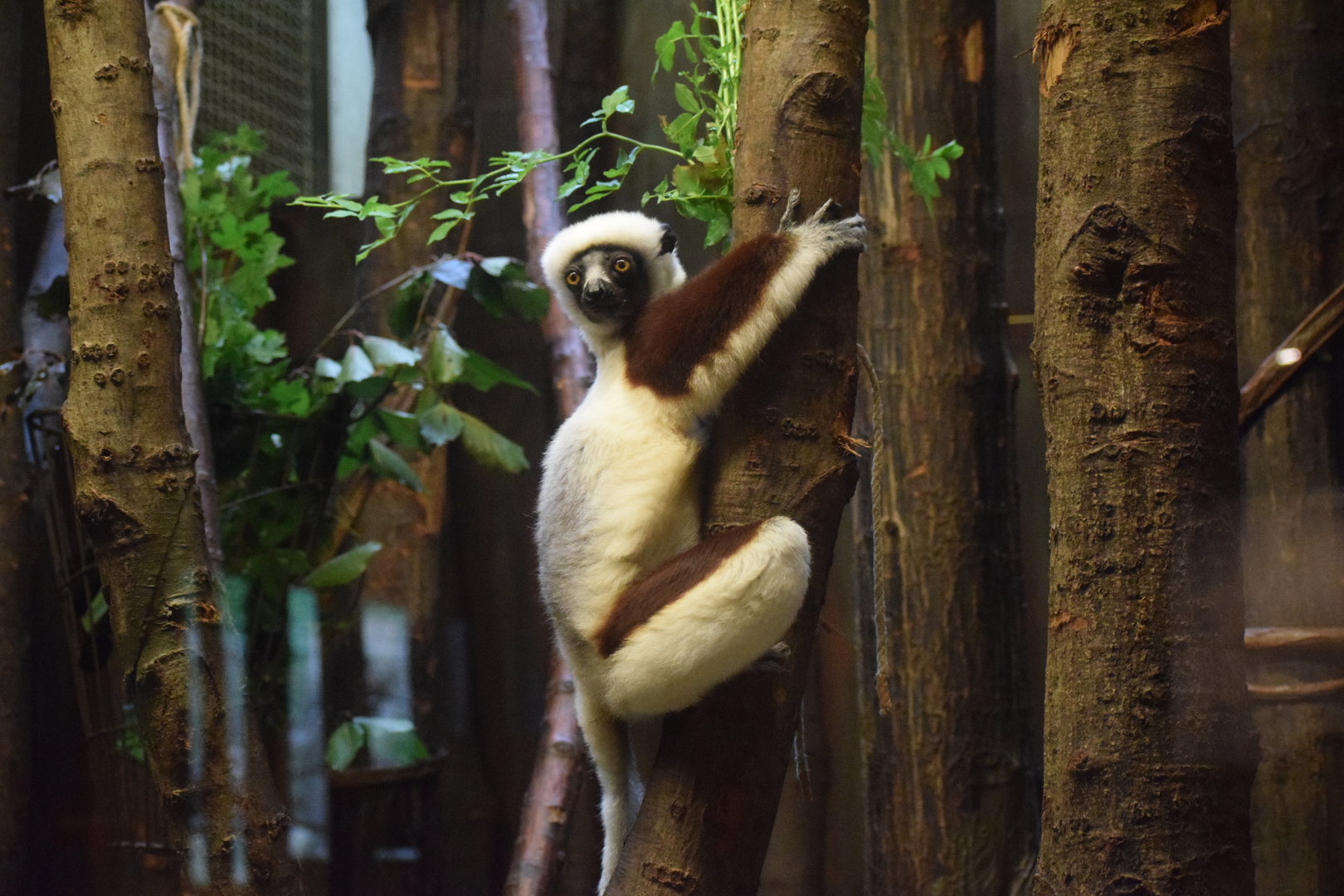Coquerel's sifaka - August 2023