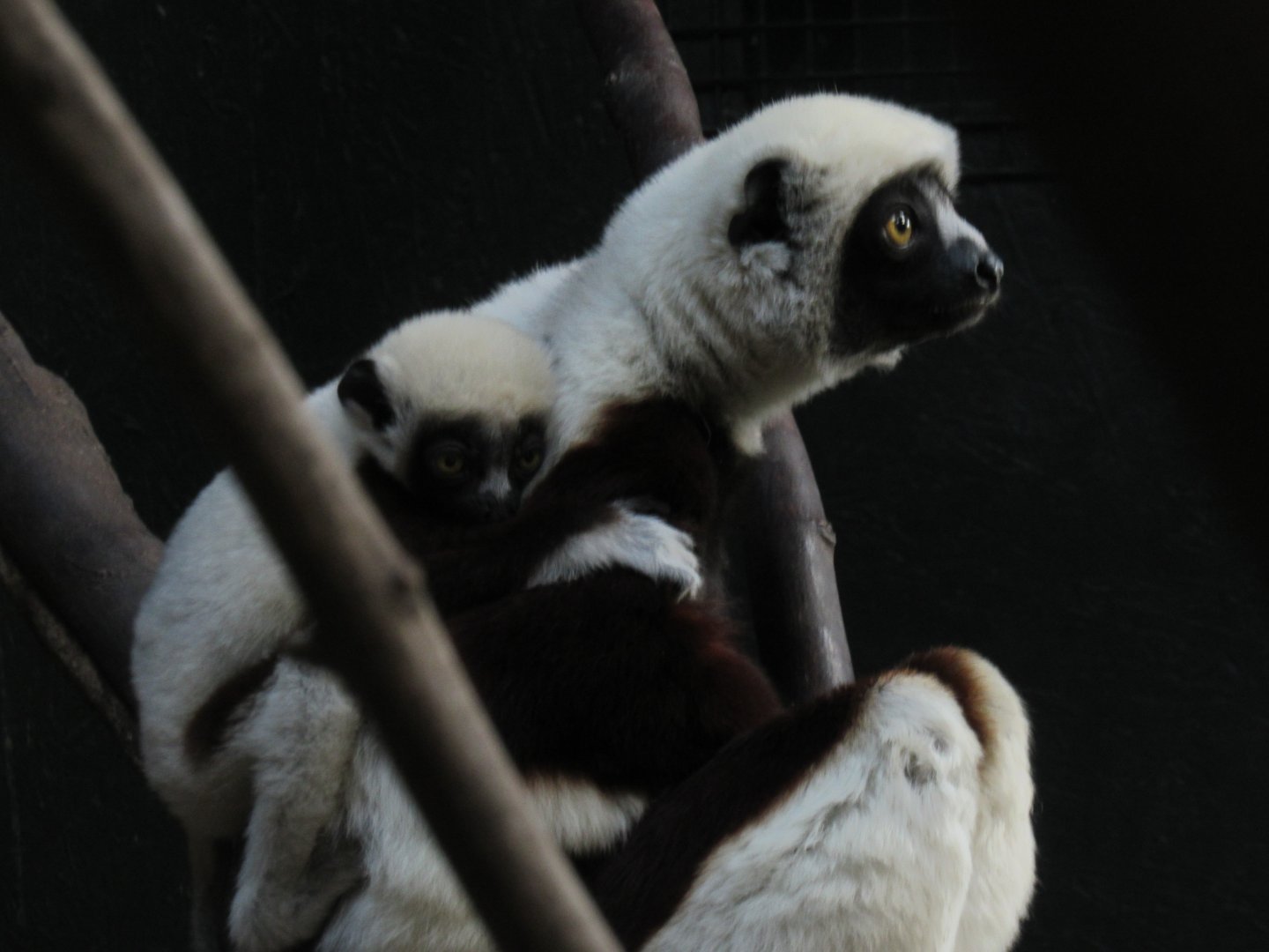 Coquerel’s sifaka baby with mother