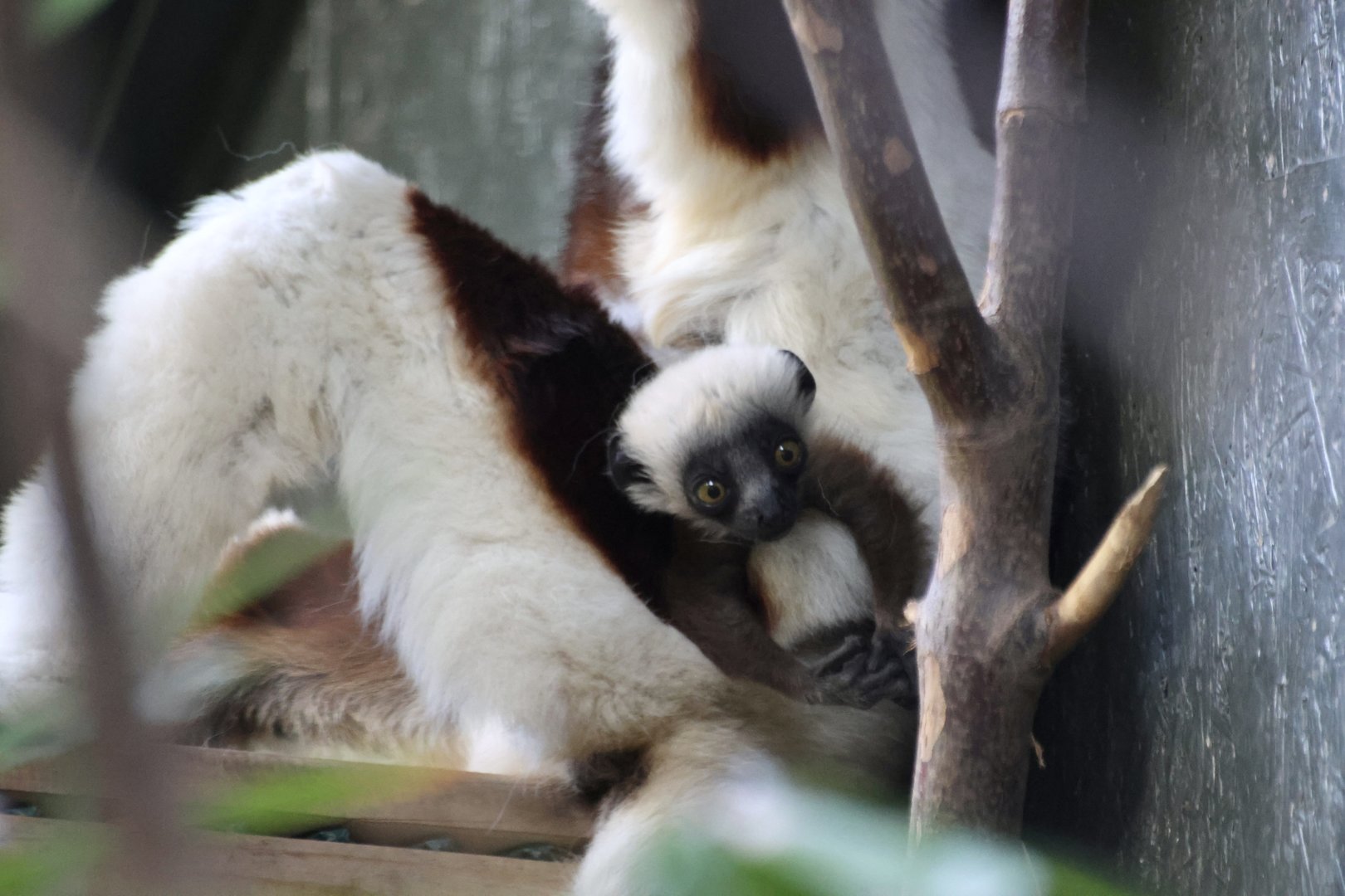 Coquerel’s Sifaka baby