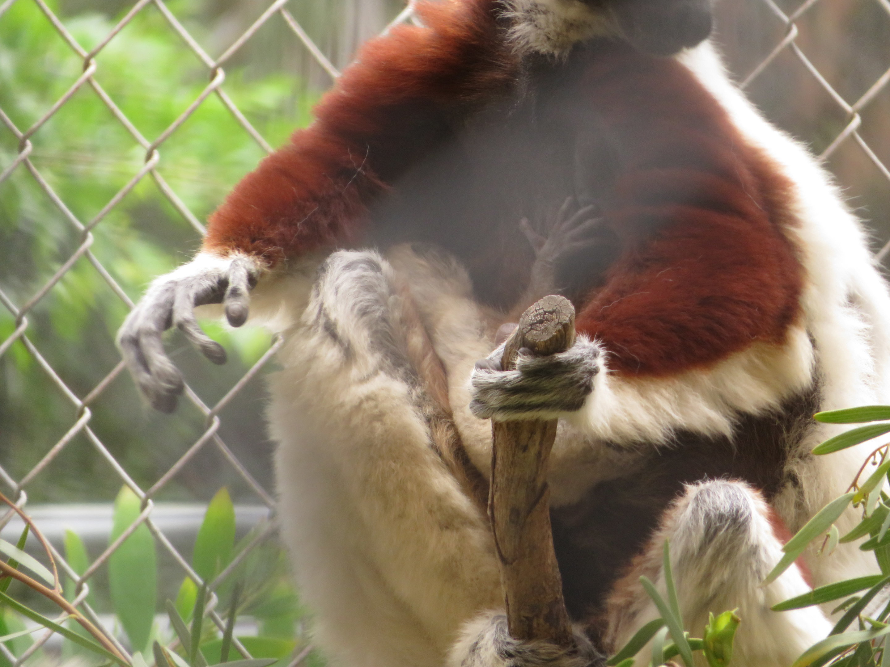 Coquerel's Sifaka Baby