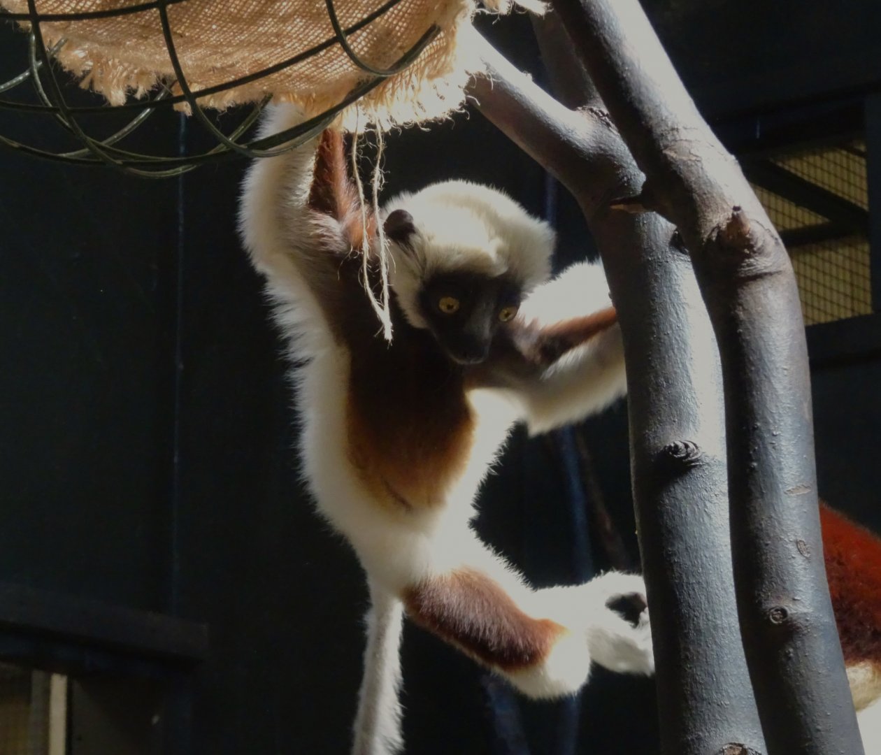 Coquerel’s sifaka baby
