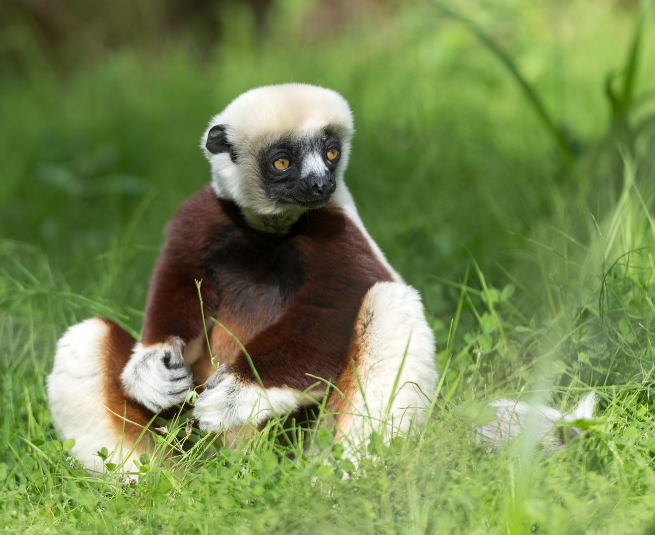 Coquerel's Sifaka, Chester, UK