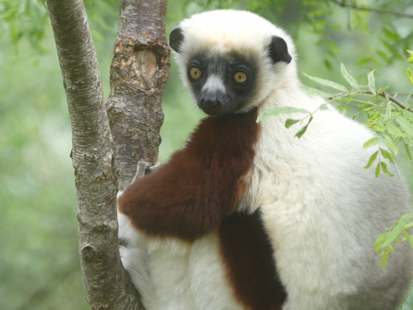 Coquerel's Sifaka - Chester Zoo - 21.06.24