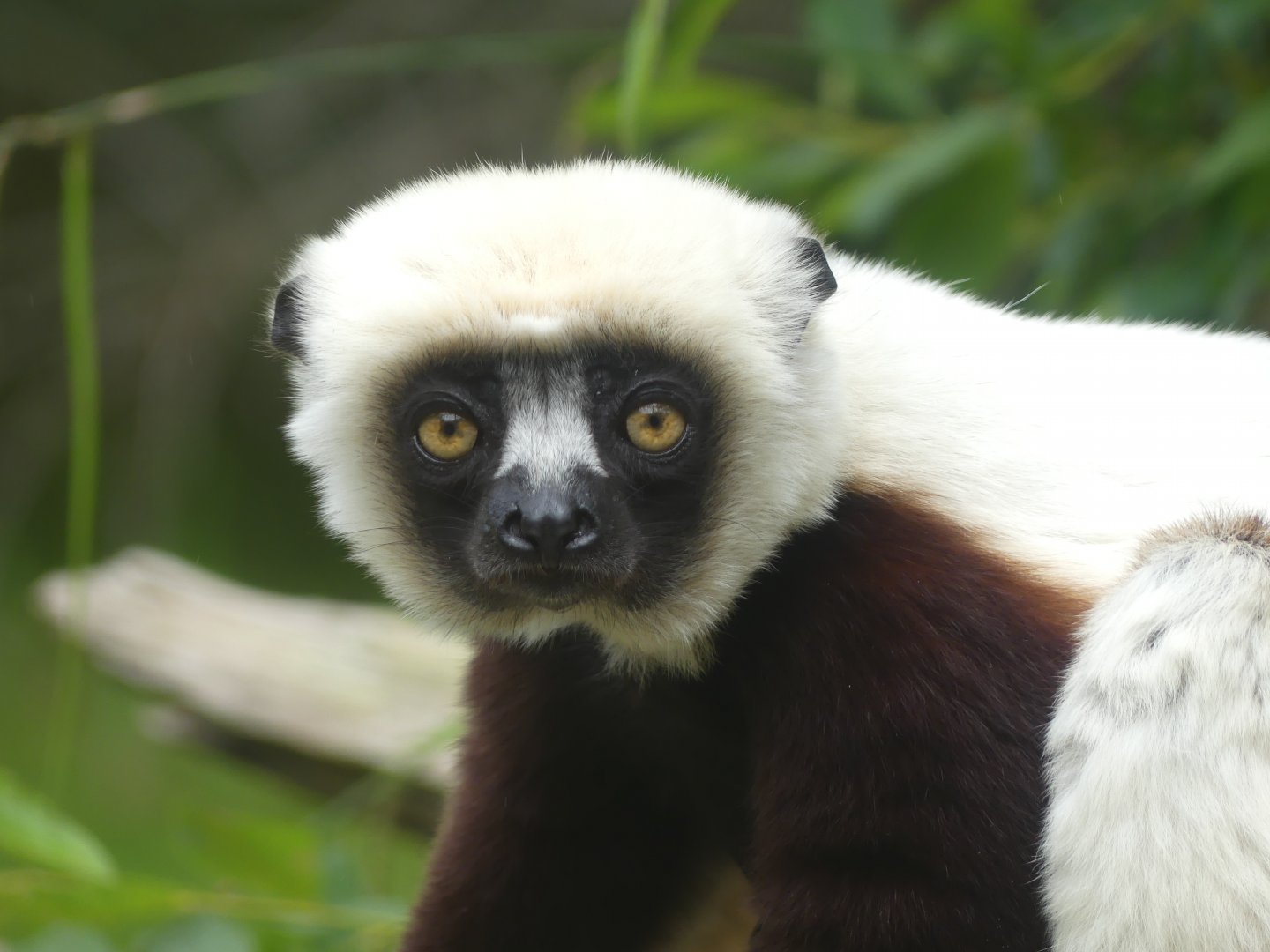Coquerel's Sifaka - Chester Zoo - 21.06.24