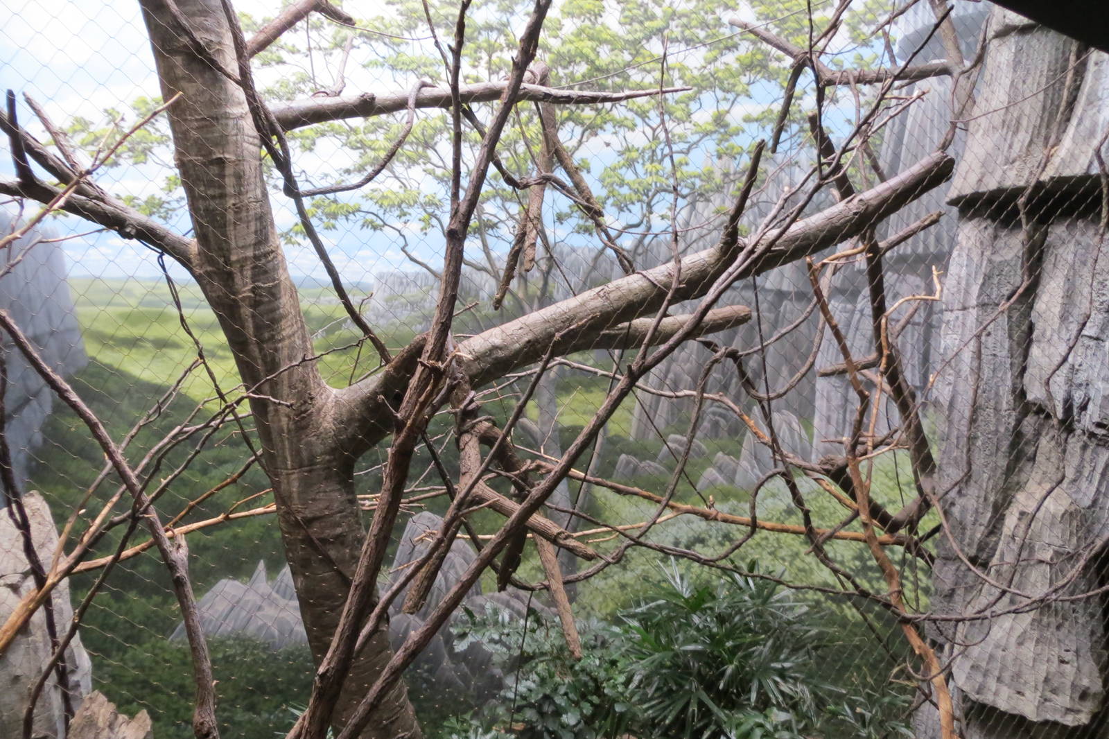 Coquerels Sifaka Enclosure - Madagascar 031215