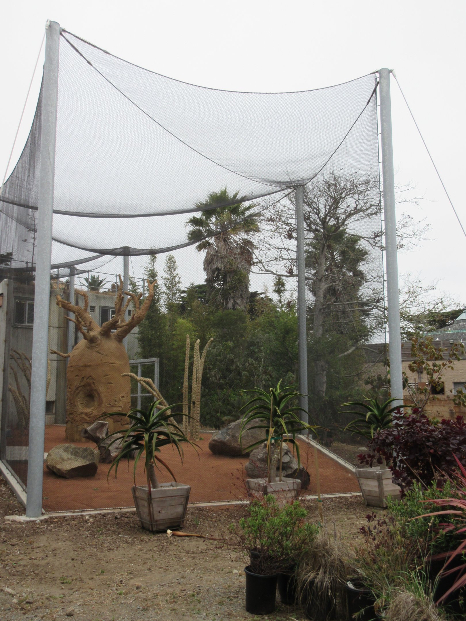 Coquerel's Sifaka Exhibit (New in 2016)