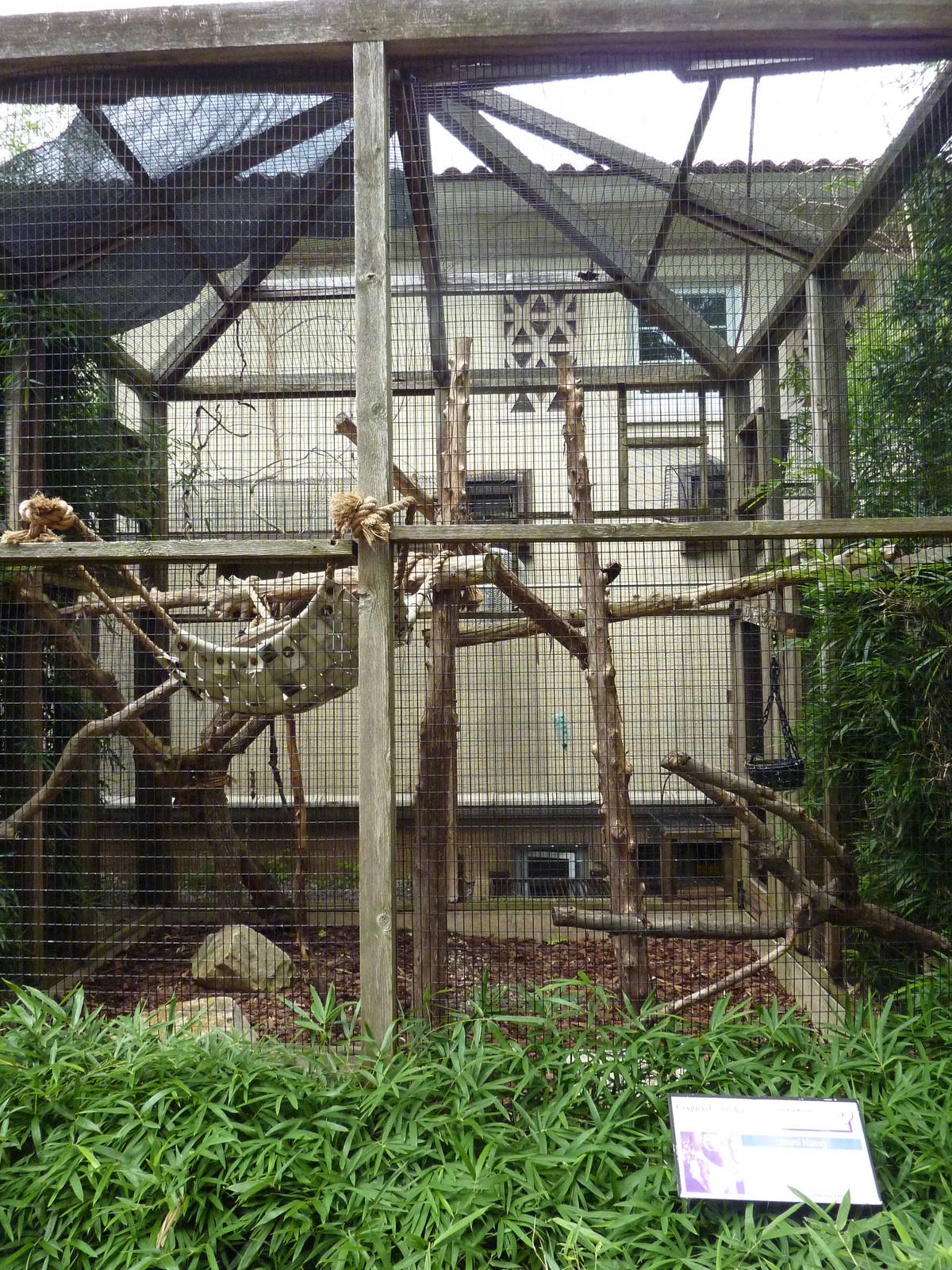 Coquerel's Sifaka Exhibit