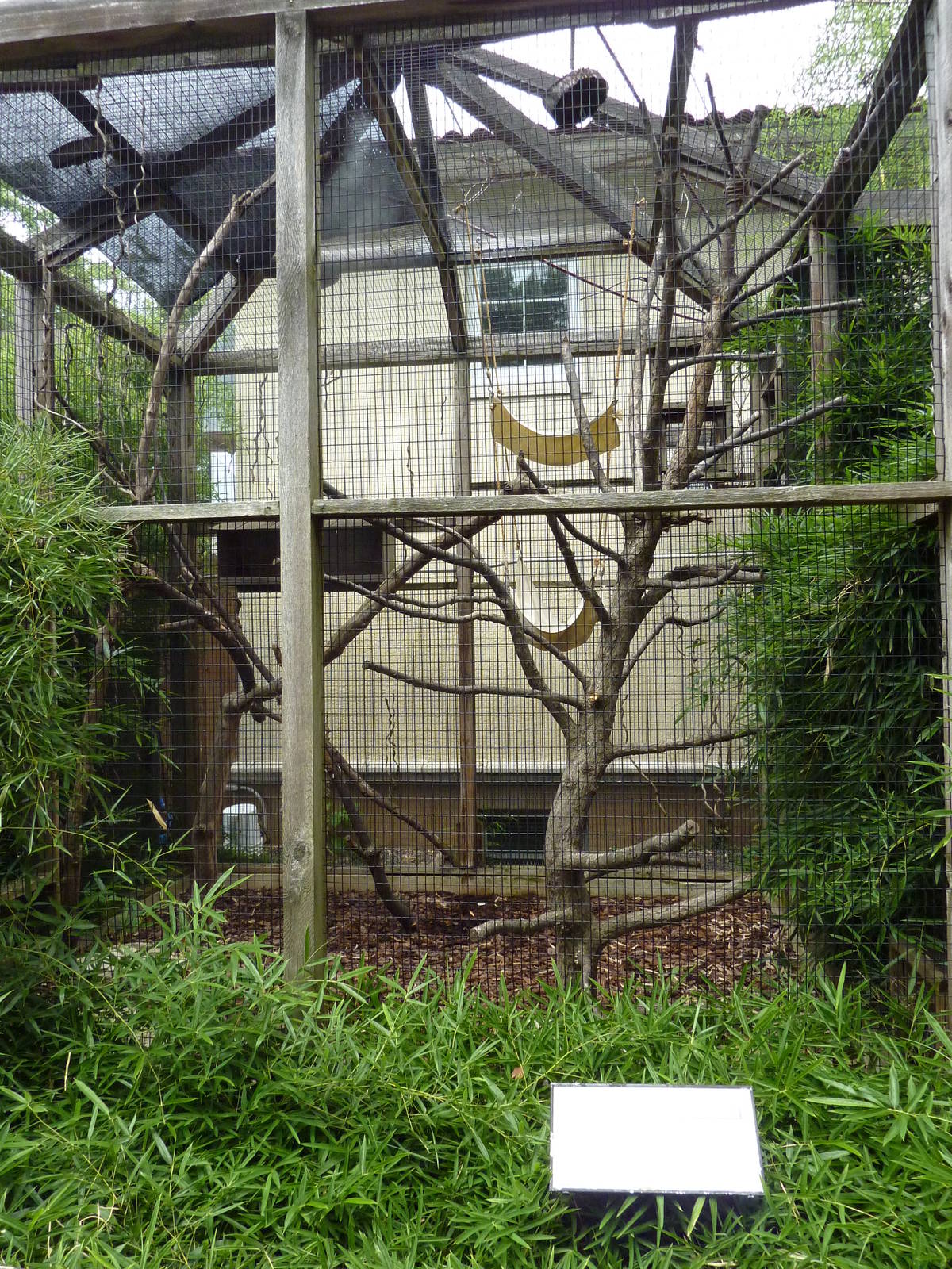 Coquerel's Sifaka Exhibit