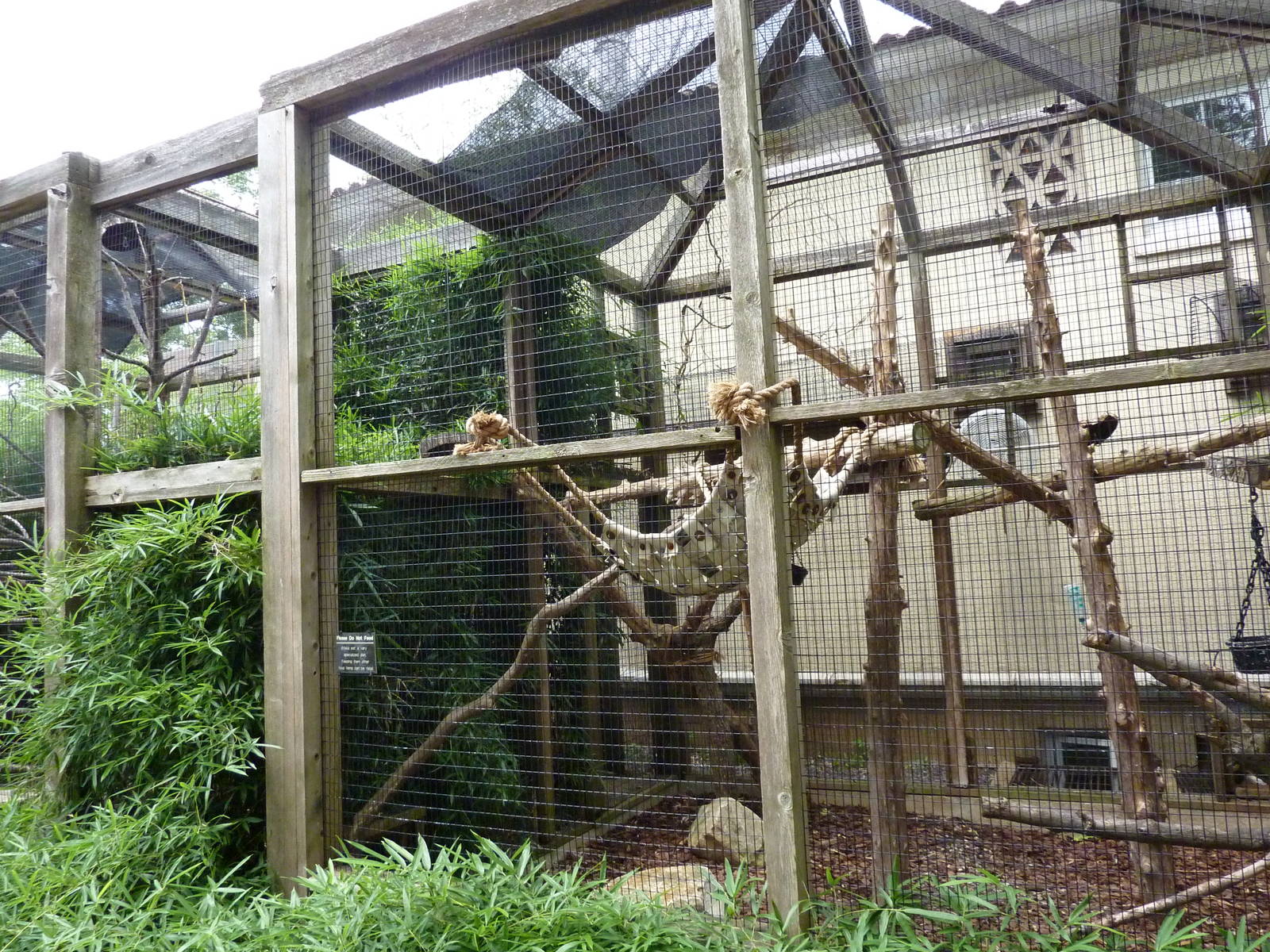 Coquerel's Sifaka Exhibit