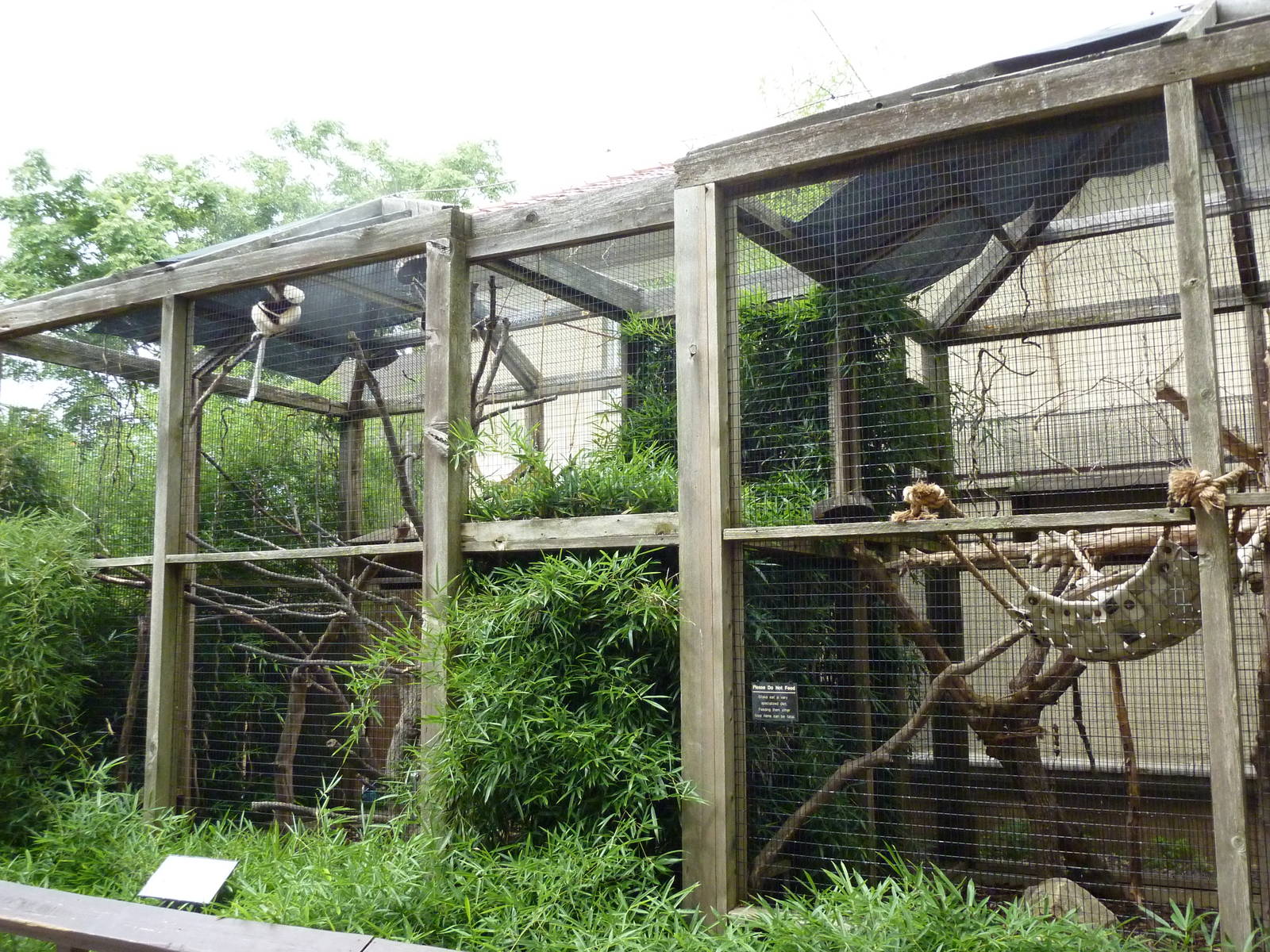 Coquerel's Sifaka Exhibit
