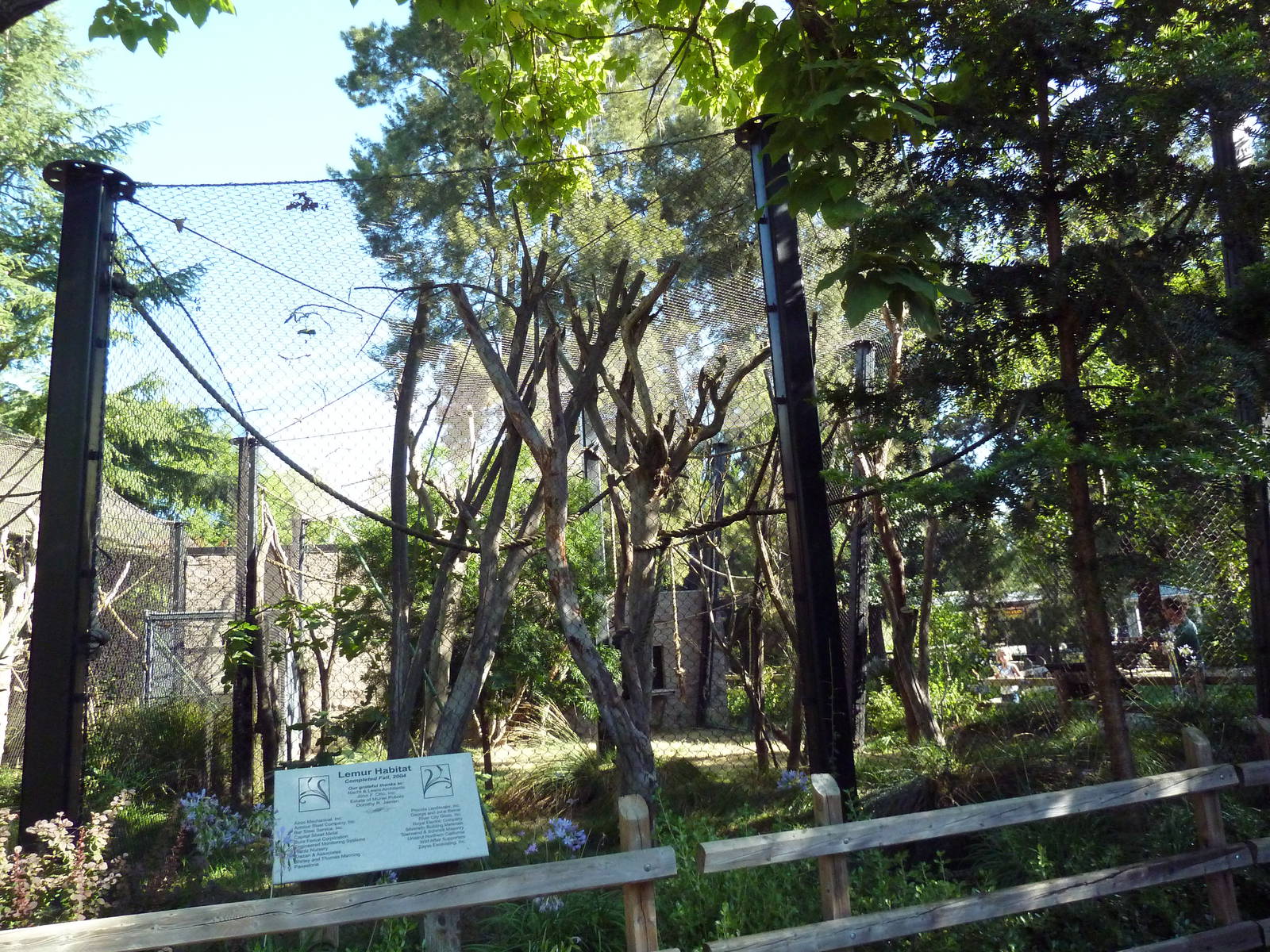 Coquerel's Sifaka Exhibit