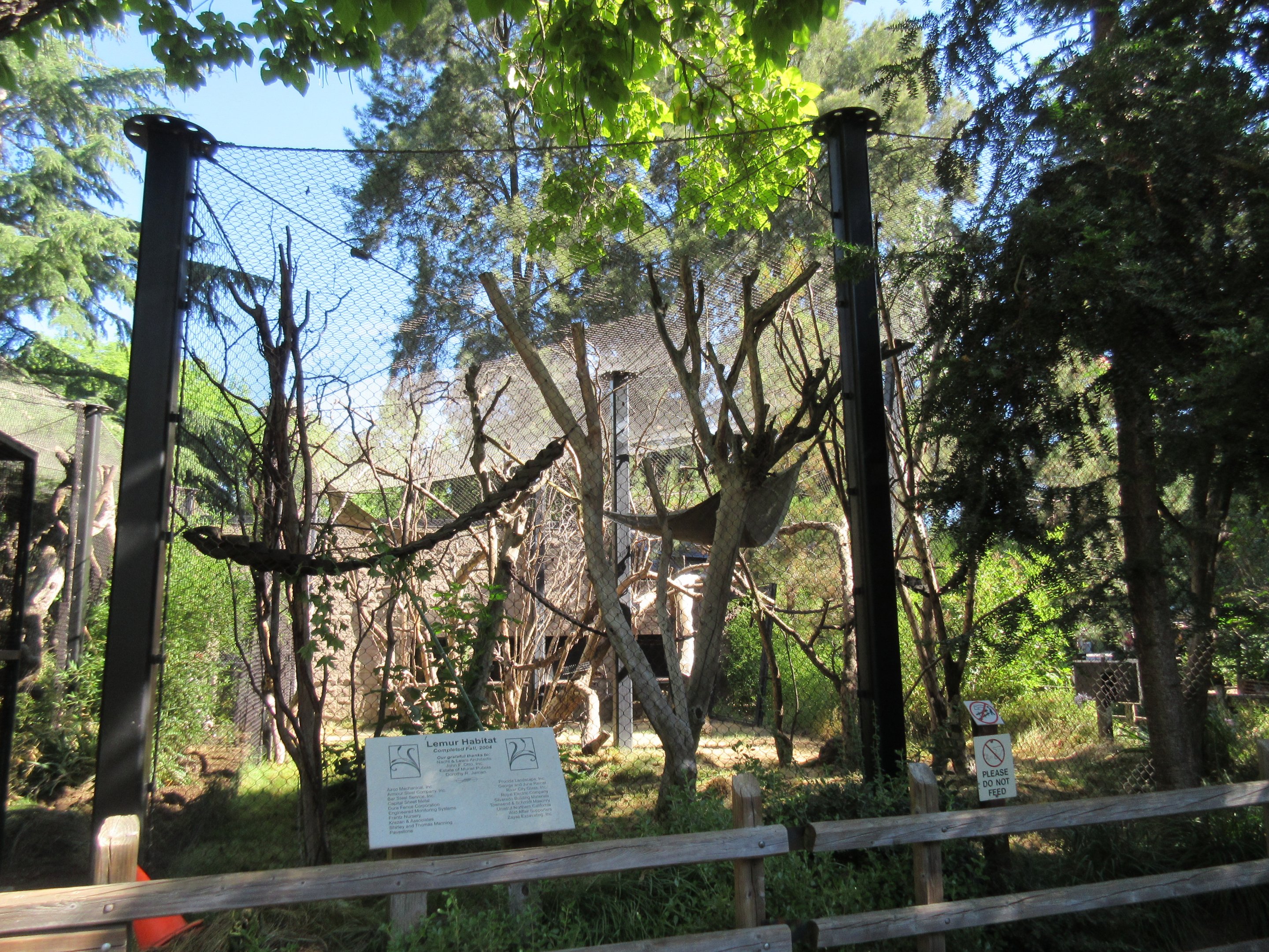Coquerel's Sifaka Exhibit