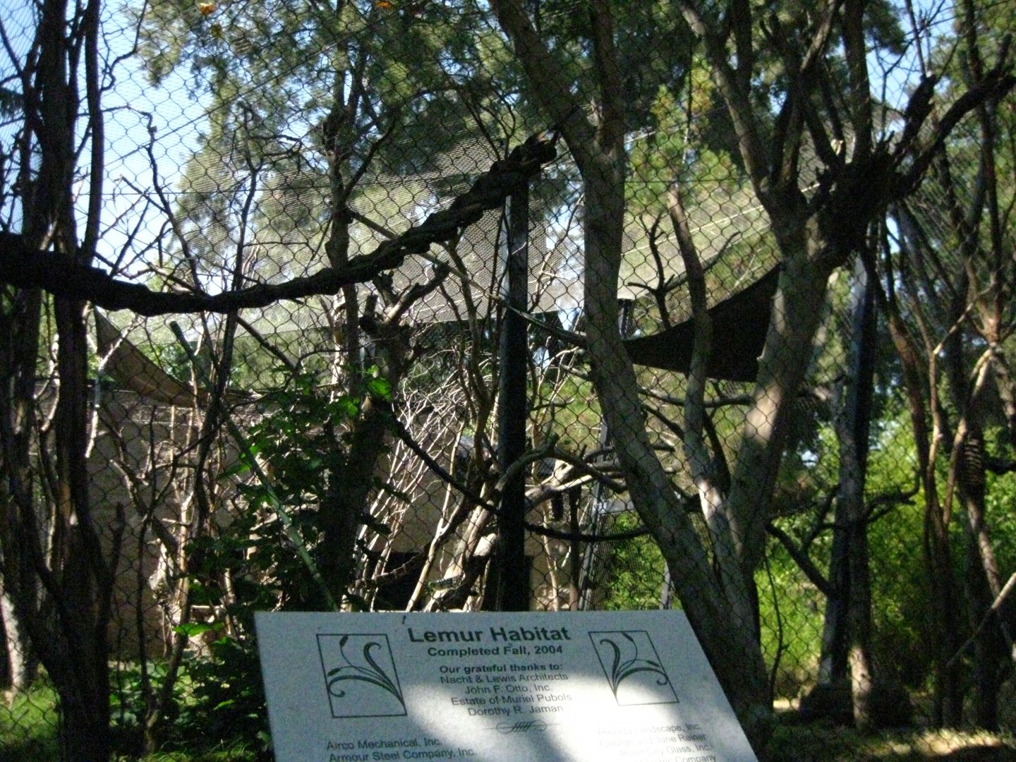 Coquerel's Sifaka Exhibit