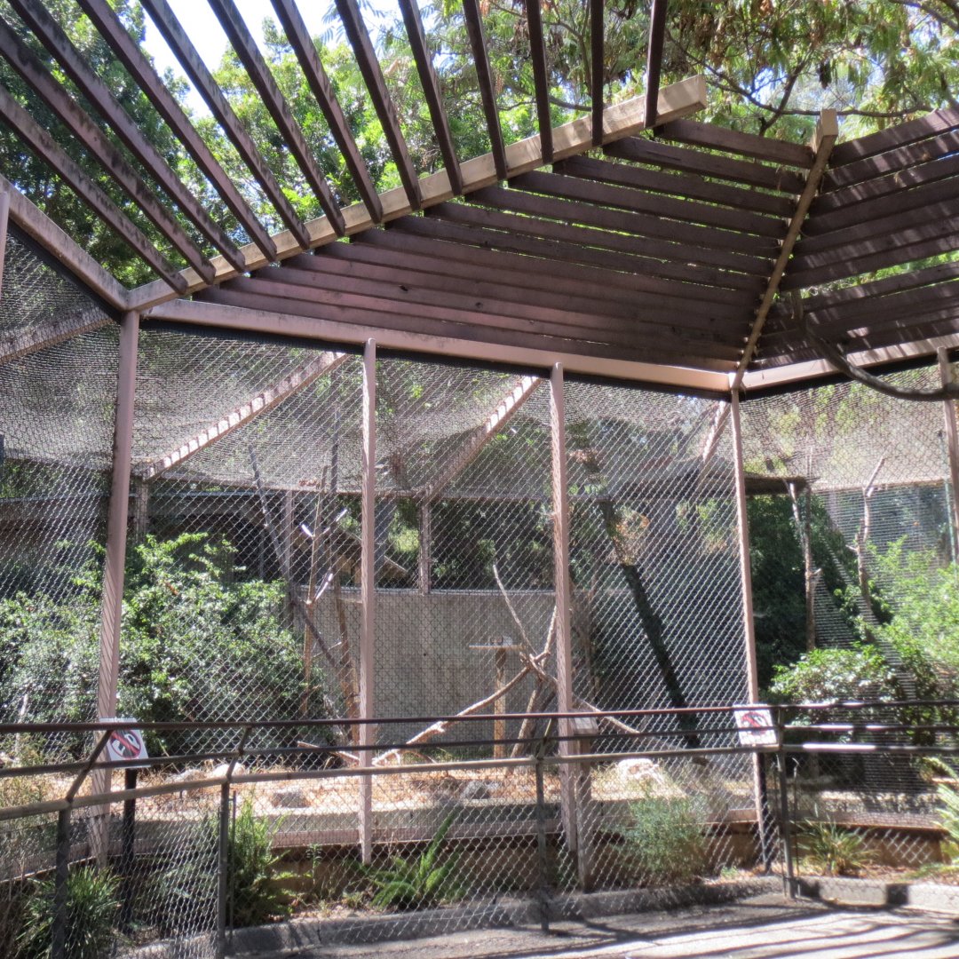 Coquerel's Sifaka Exhibit