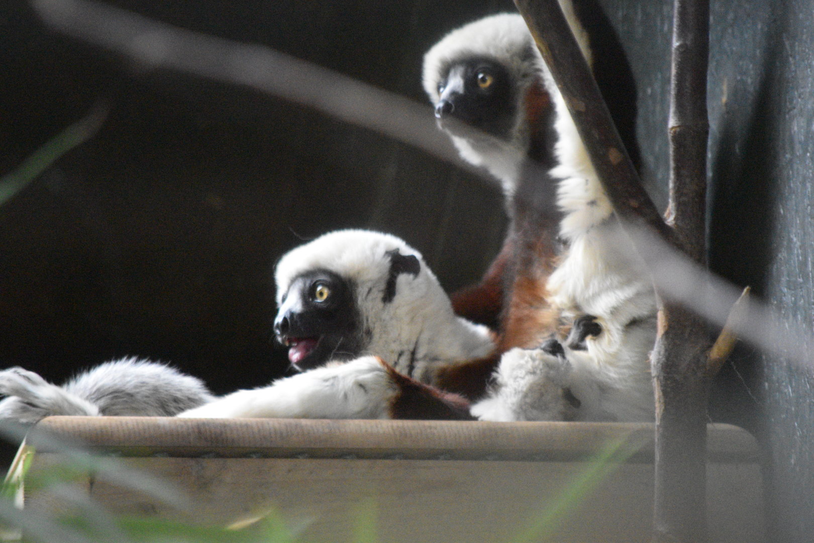 Coquerel's sifaka family