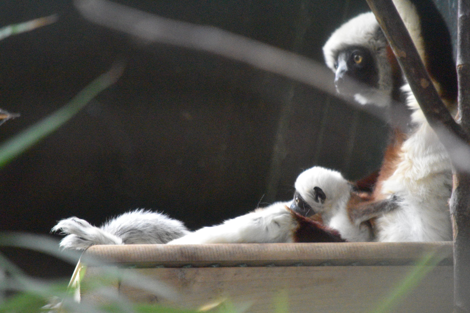 Coquerel's sifaka family