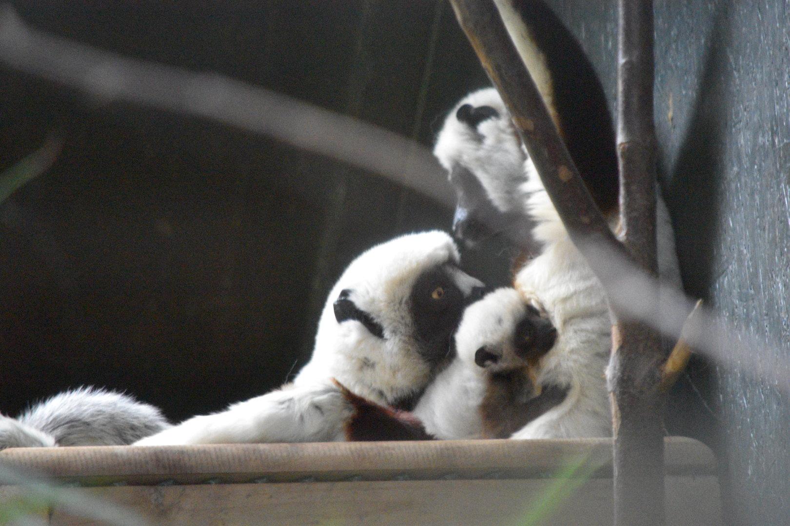 Coquerel's sifaka family