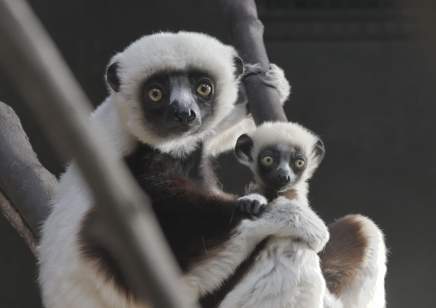 Coquerel's sifaka female & infant