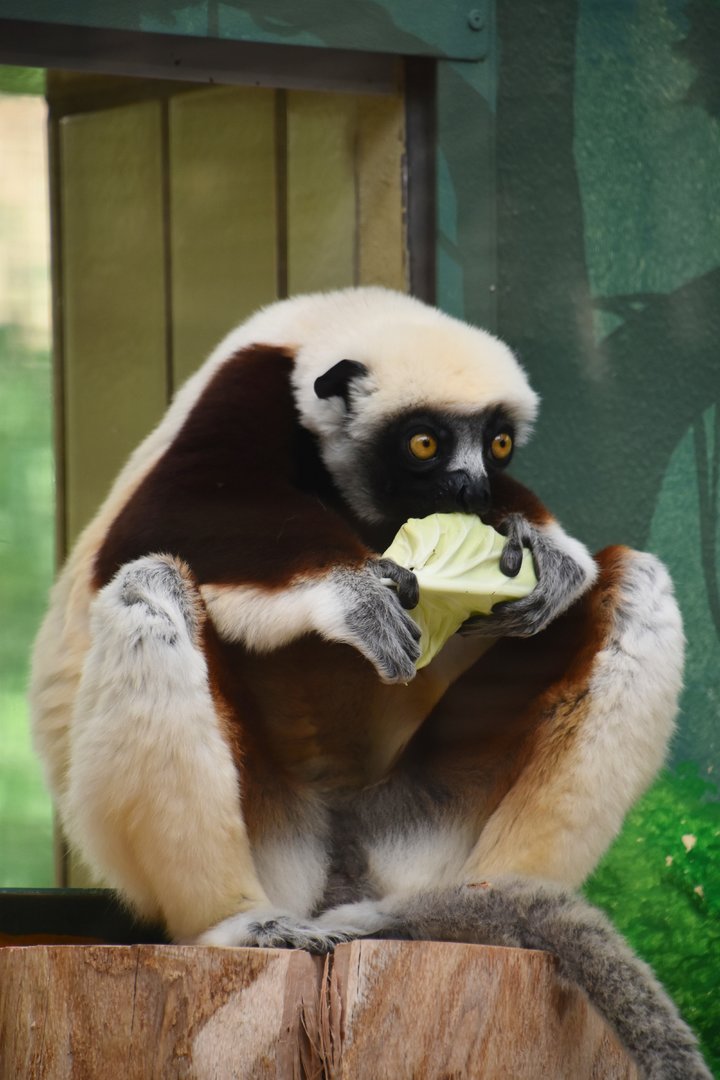 Coquerel's sifaka female, Propithecus coquereli