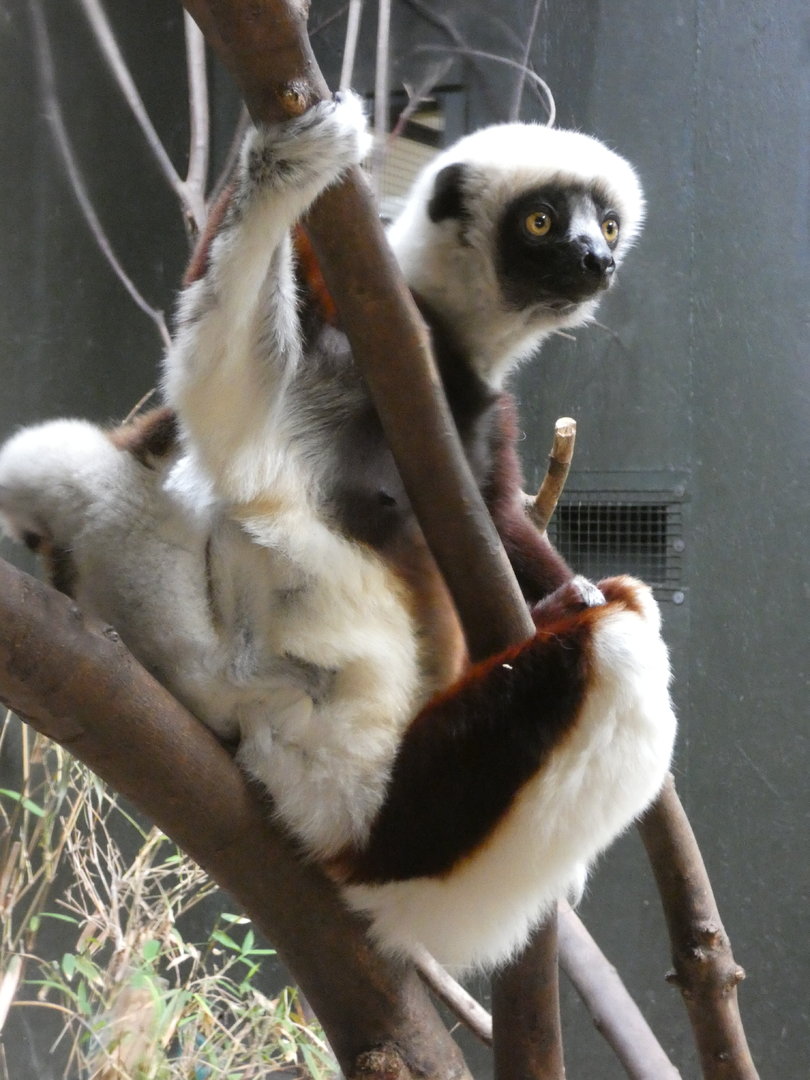 Coquerel's sifaka female